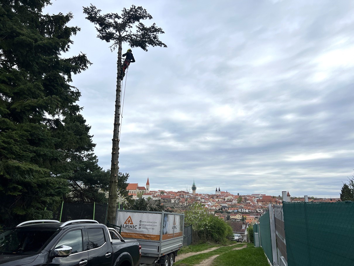 AlpinicTREE - Arboristika a rizikové kácení stromů foto 3