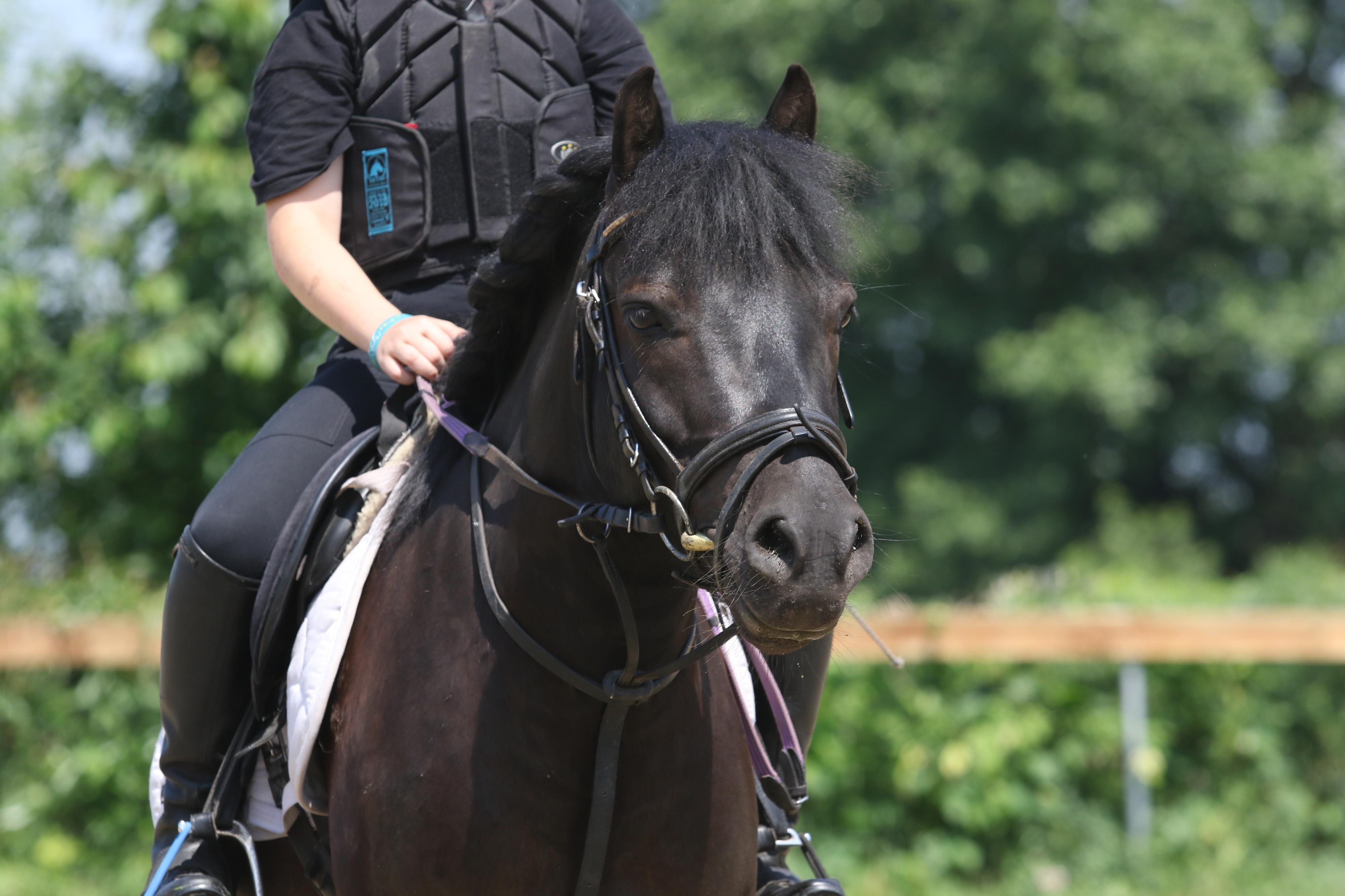 Pony Park jezdecká školička, akademie foto 4