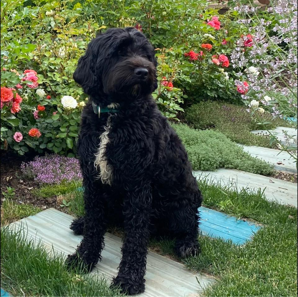 maddie gardens foto 2