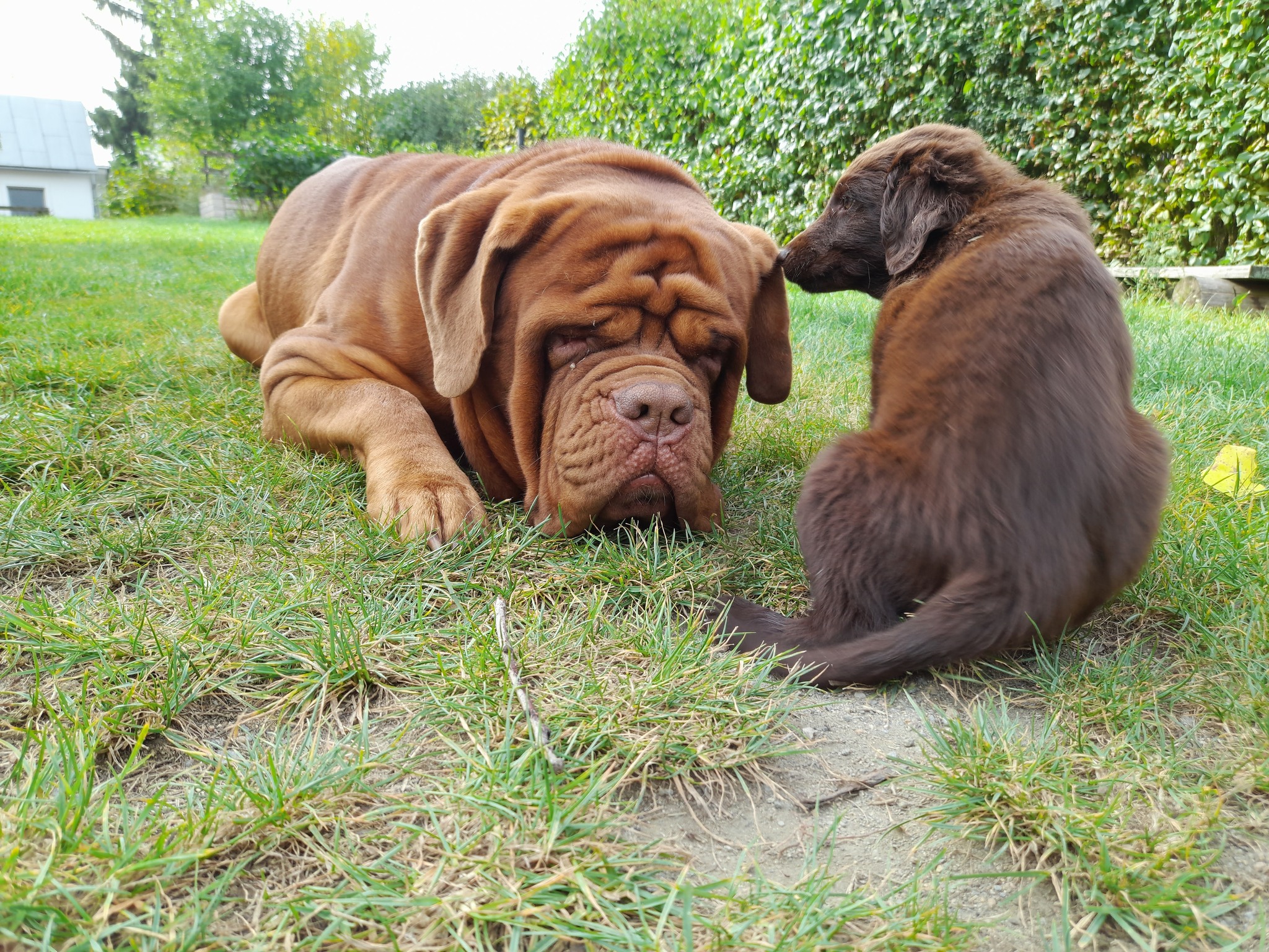 Hlídání psů Bc. Zdeněk Maděra foto 3