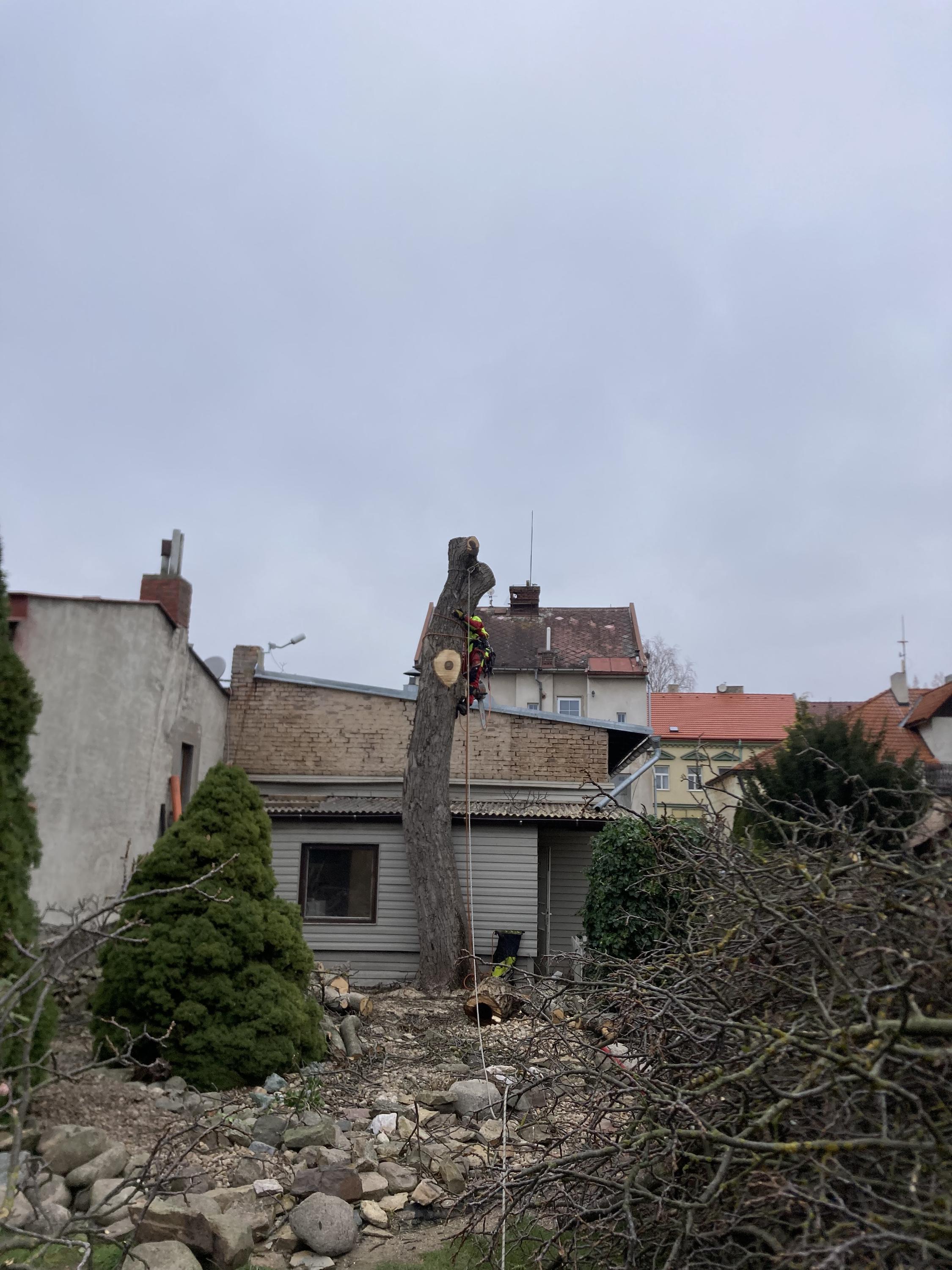 Péče o stromy Lukáš Němec foto 5
