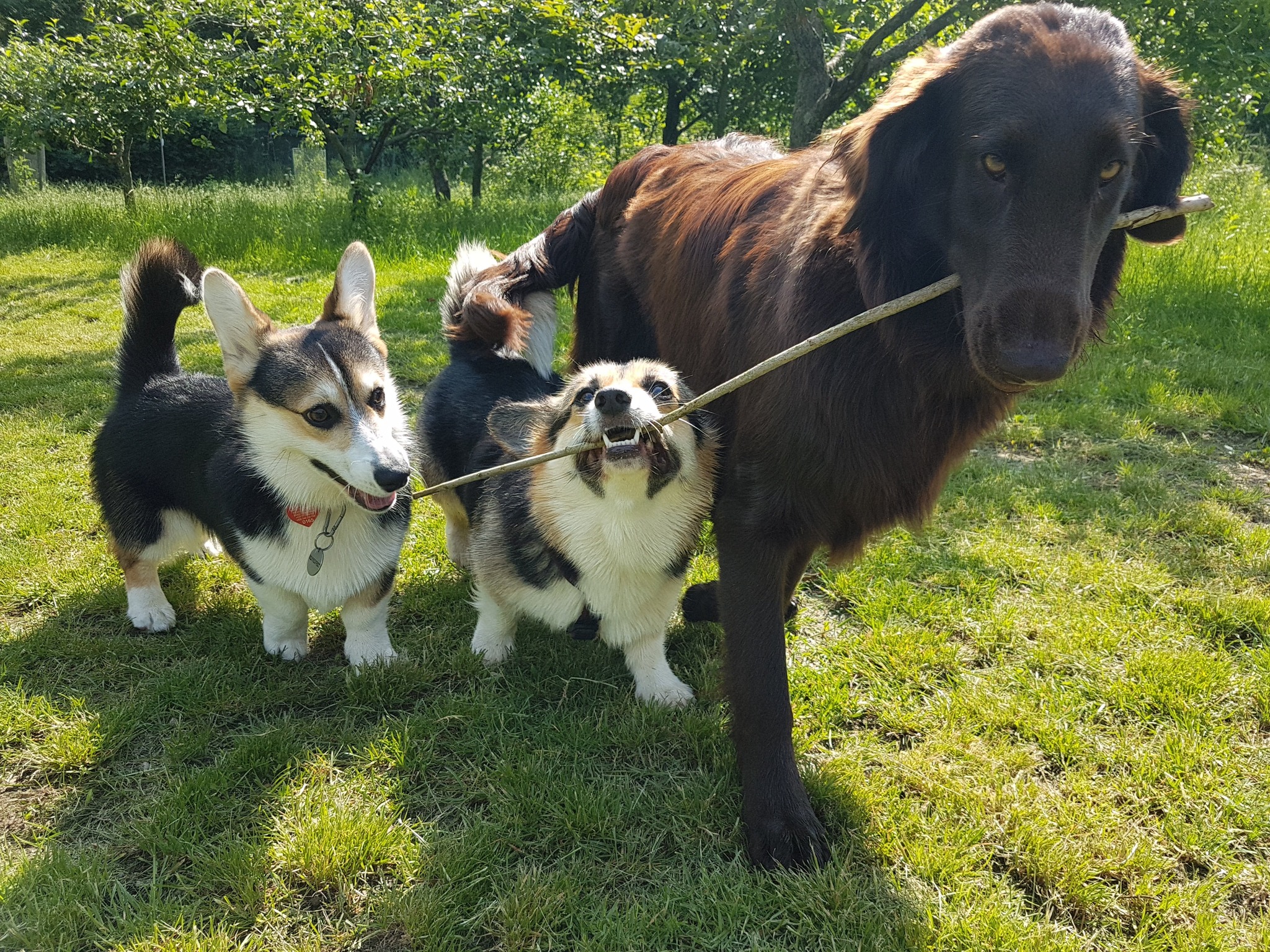 Hlídání psů Bc. Zdeněk Maděra foto 2