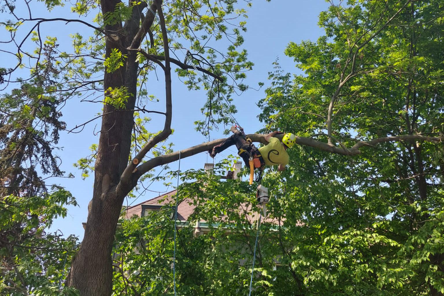 ARBEX - Prořezy a rizikové kácení stromů