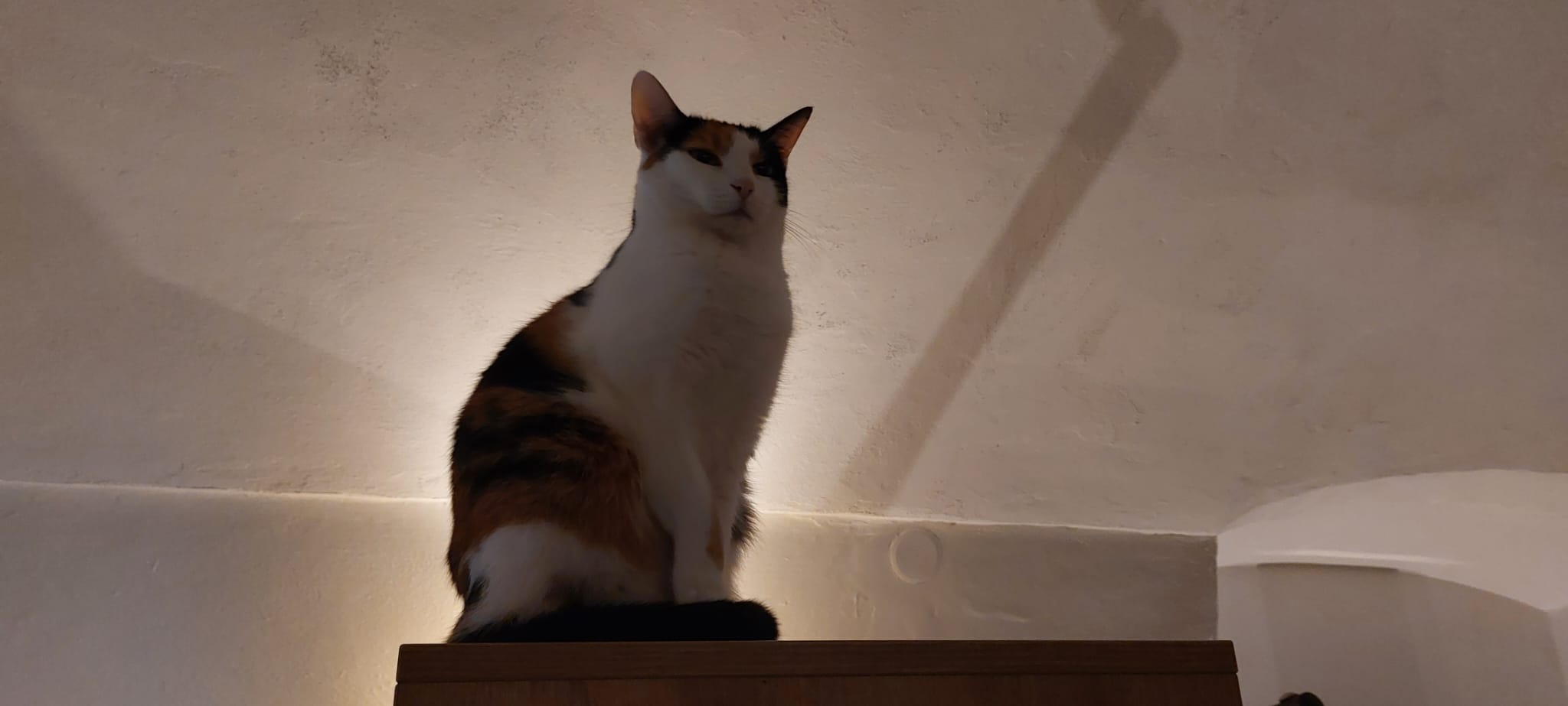 Kavárna Kočičí foto 6