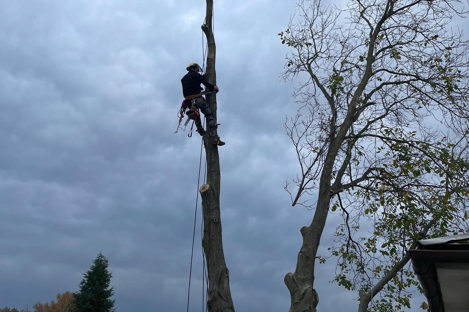 Řežeme stromy - rizikové kácení Vojtěch Kroulík