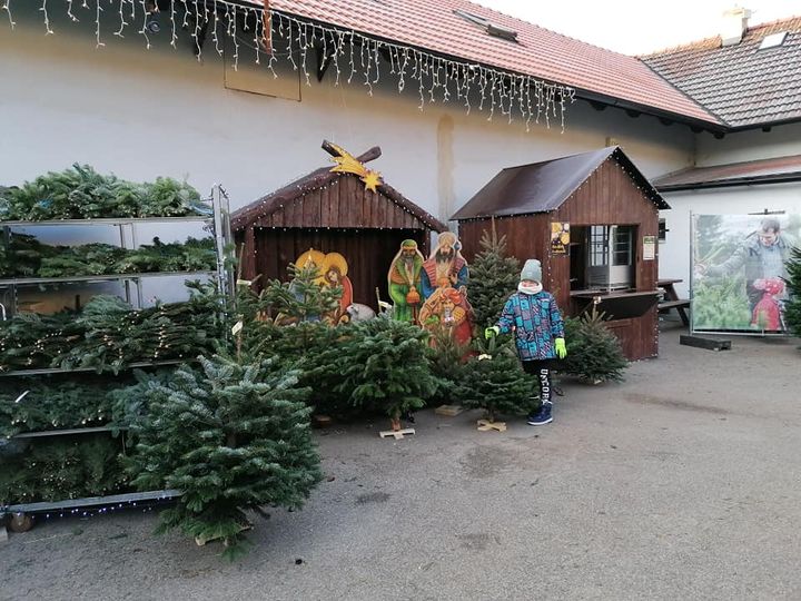 BAOBAB - vánoční stromky s.r.o. foto 5