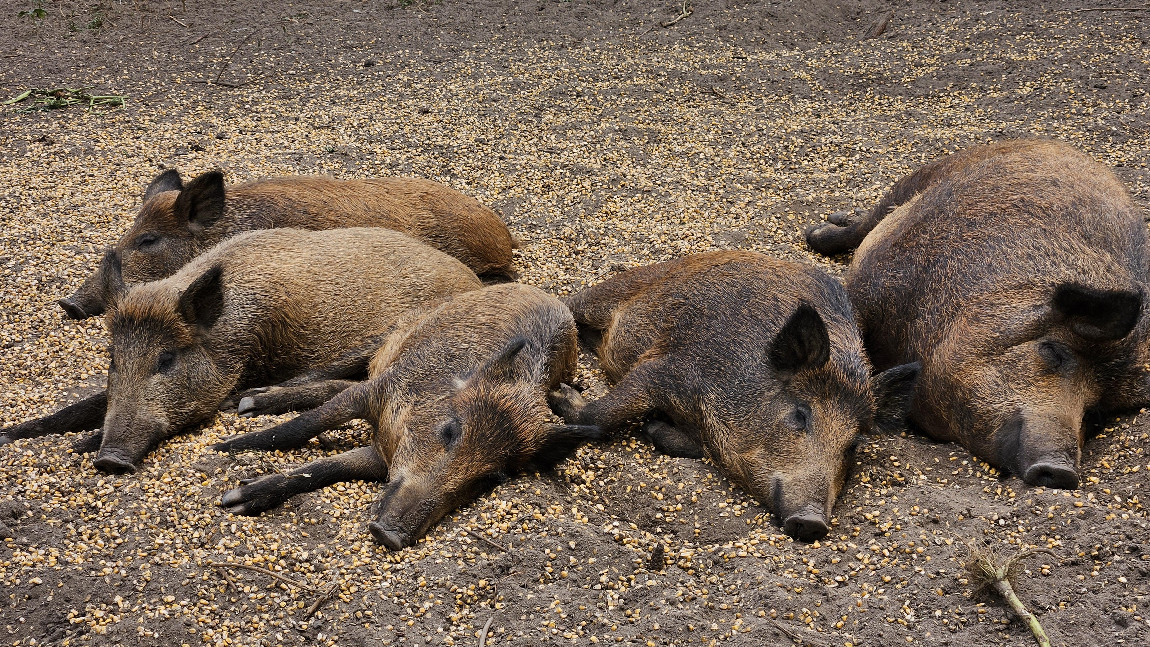 Hájenka Dúbravka foto 5