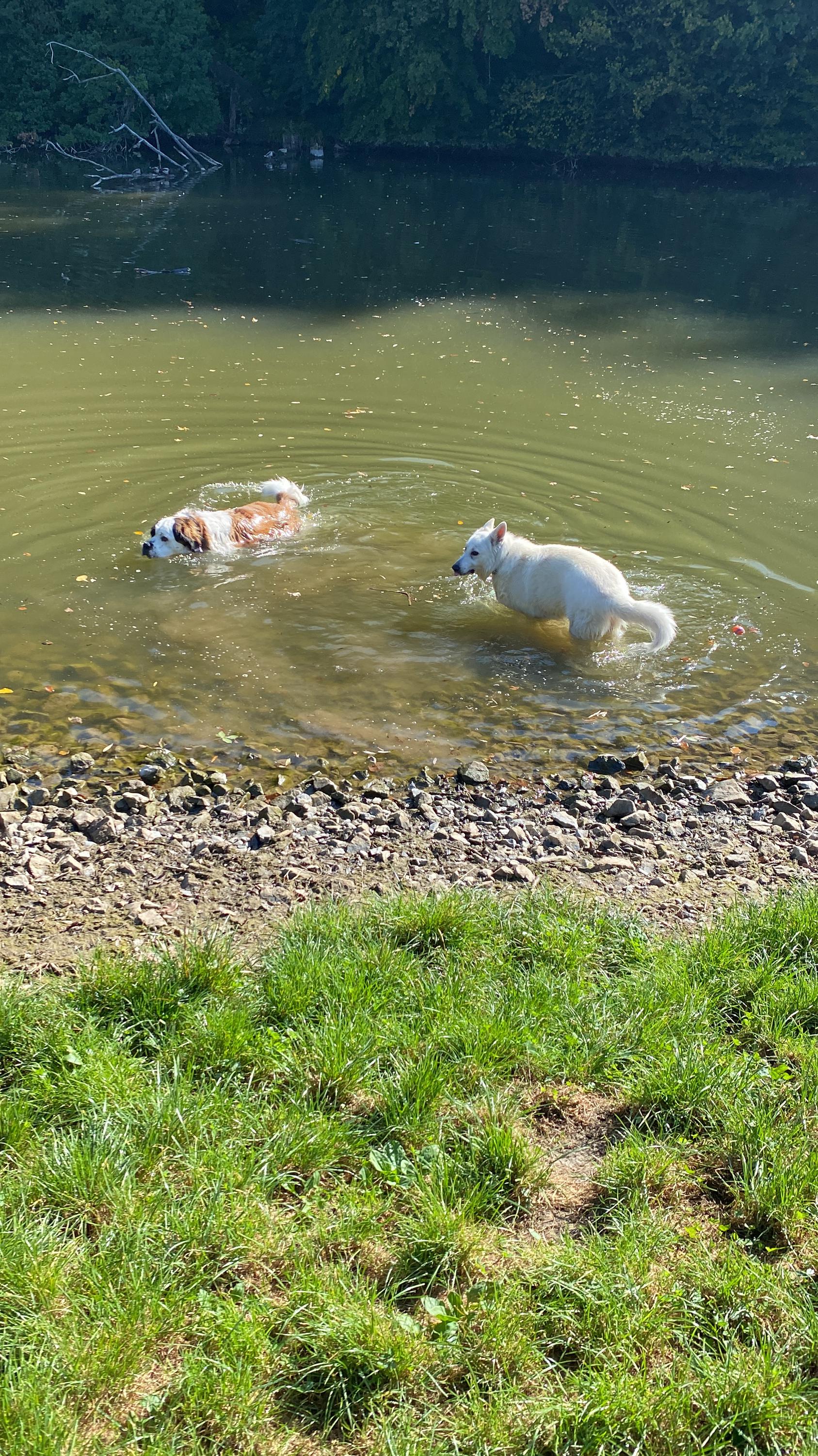 Výchova psů Evgeniya Karlova foto 2