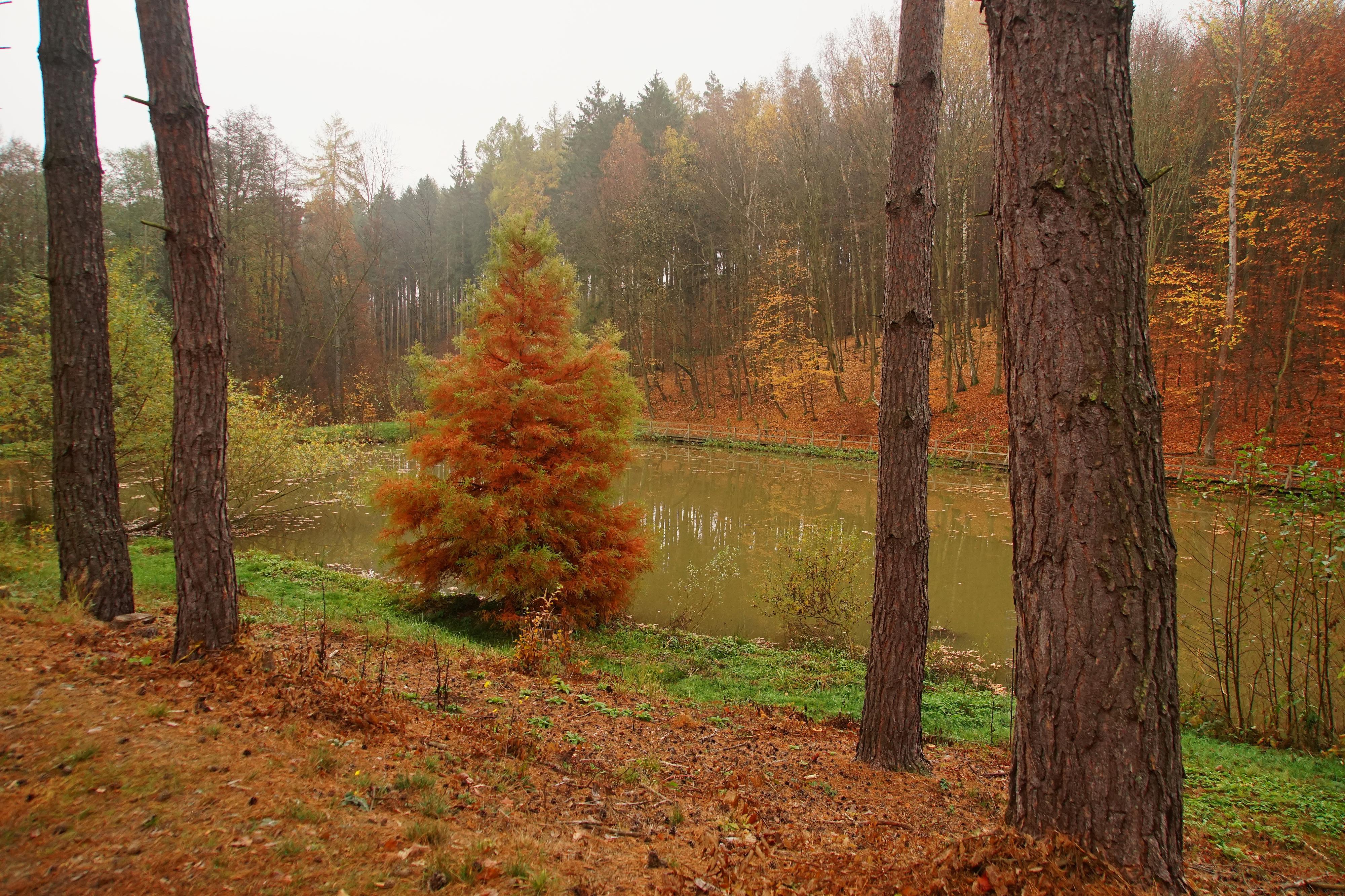 ČZU - Arboretum Fakulty lesnické a dřevařské foto 2