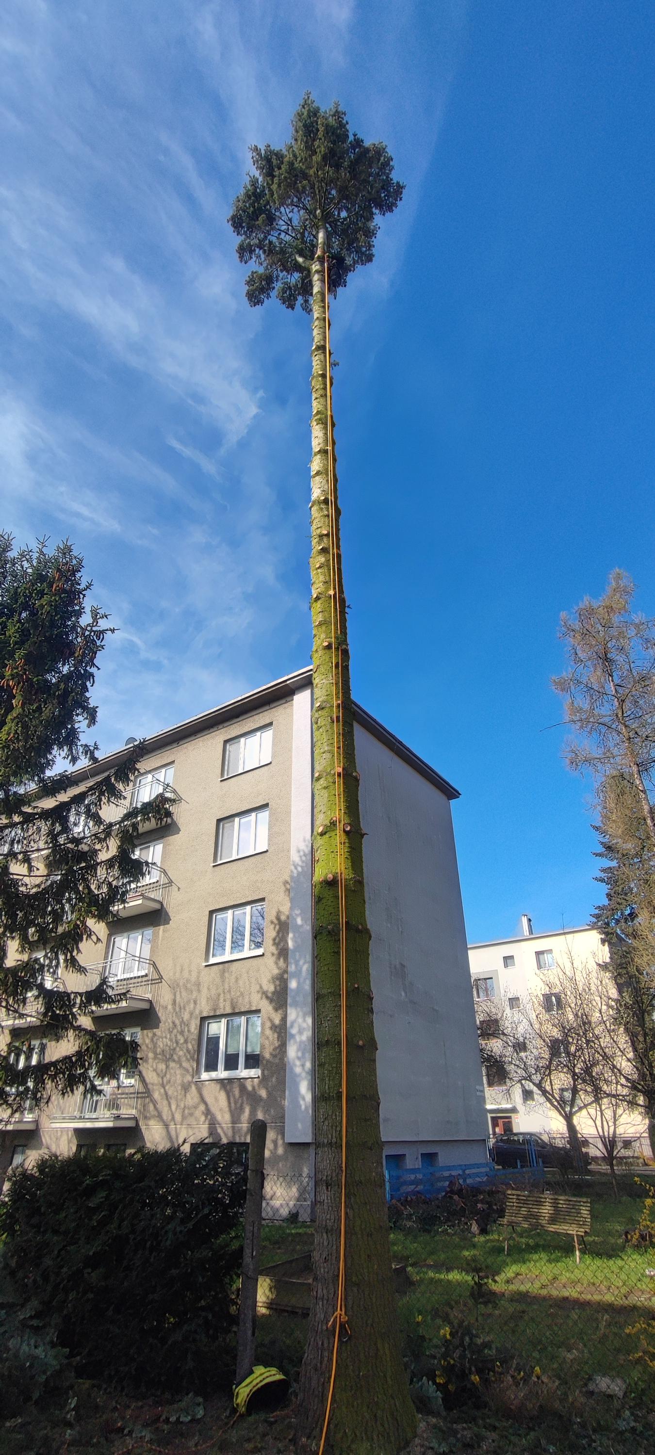 RKV Rizikové Kácení Vychodil foto 5