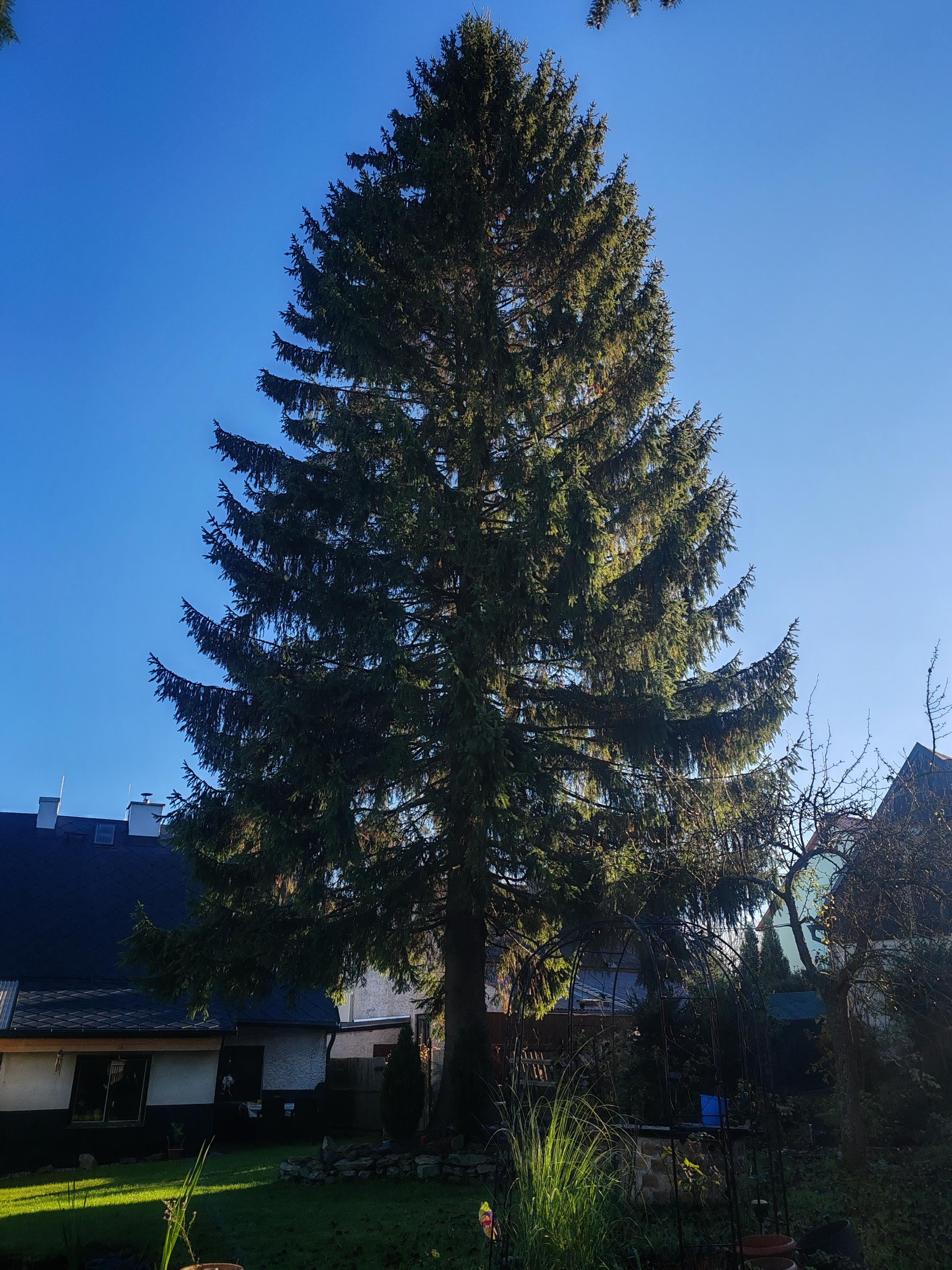 PeTREEs foto 4