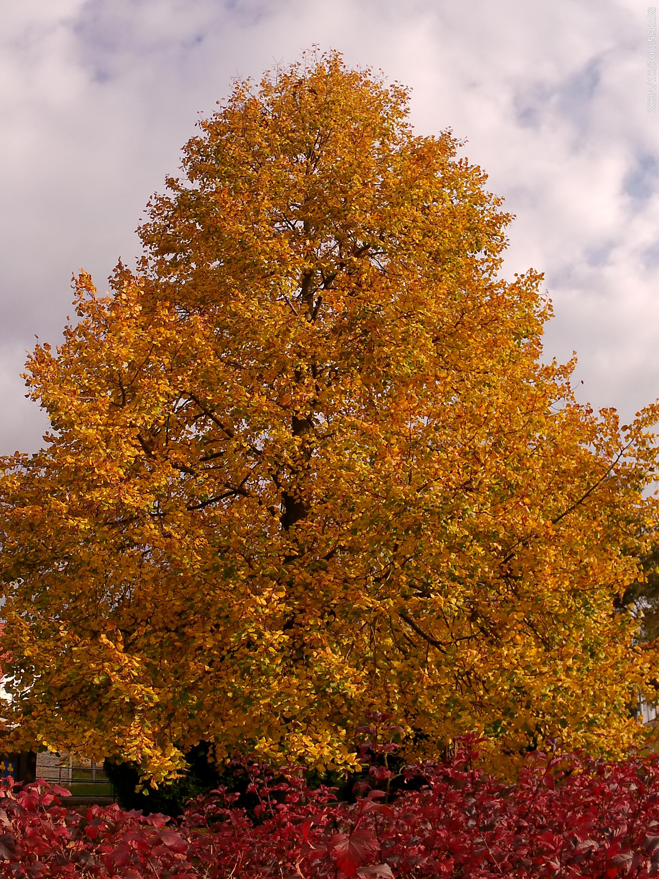 Třebelovice - obecní úřad foto 3