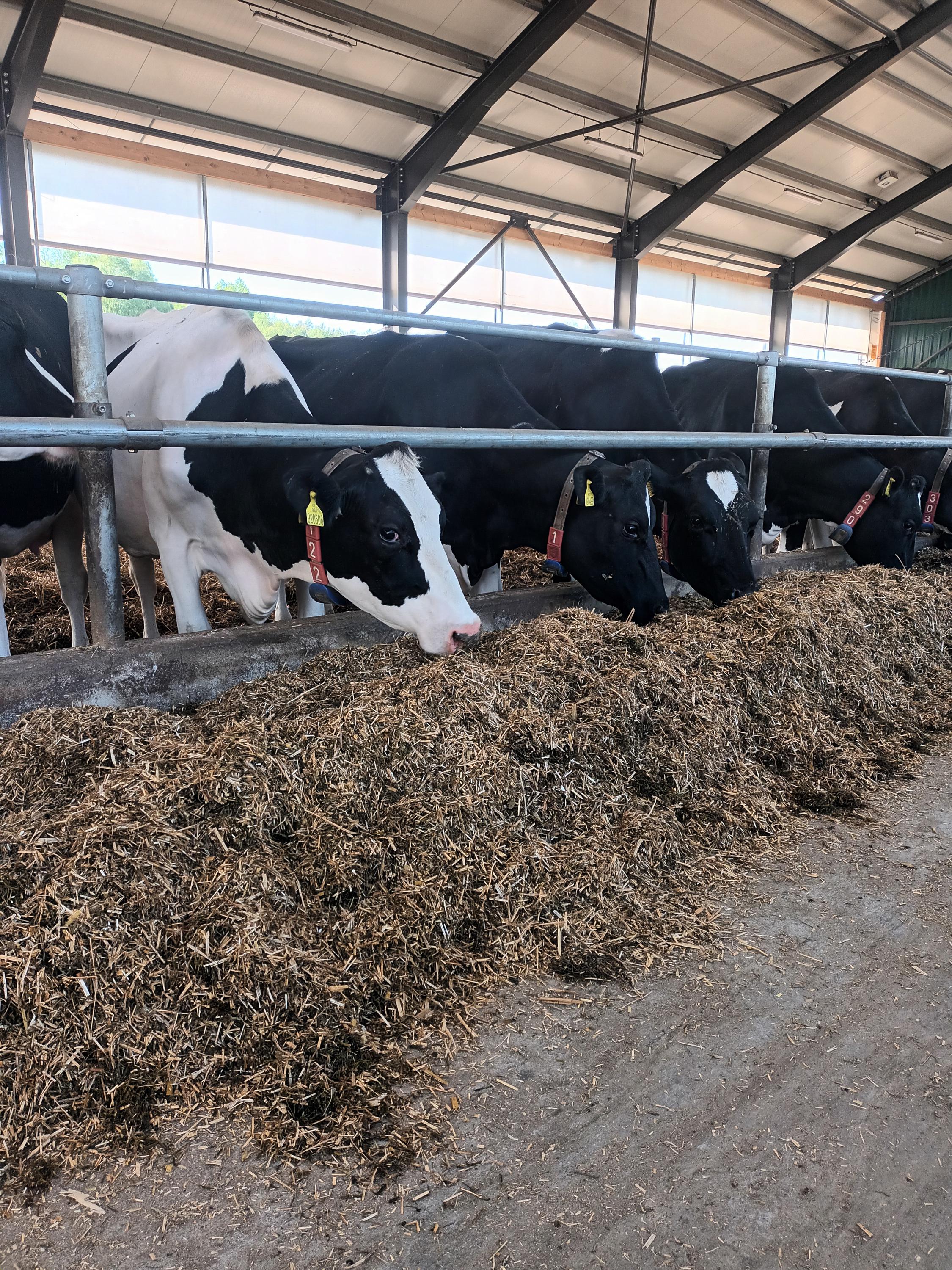 Zemědělské družstvo Křižanovsko foto 2