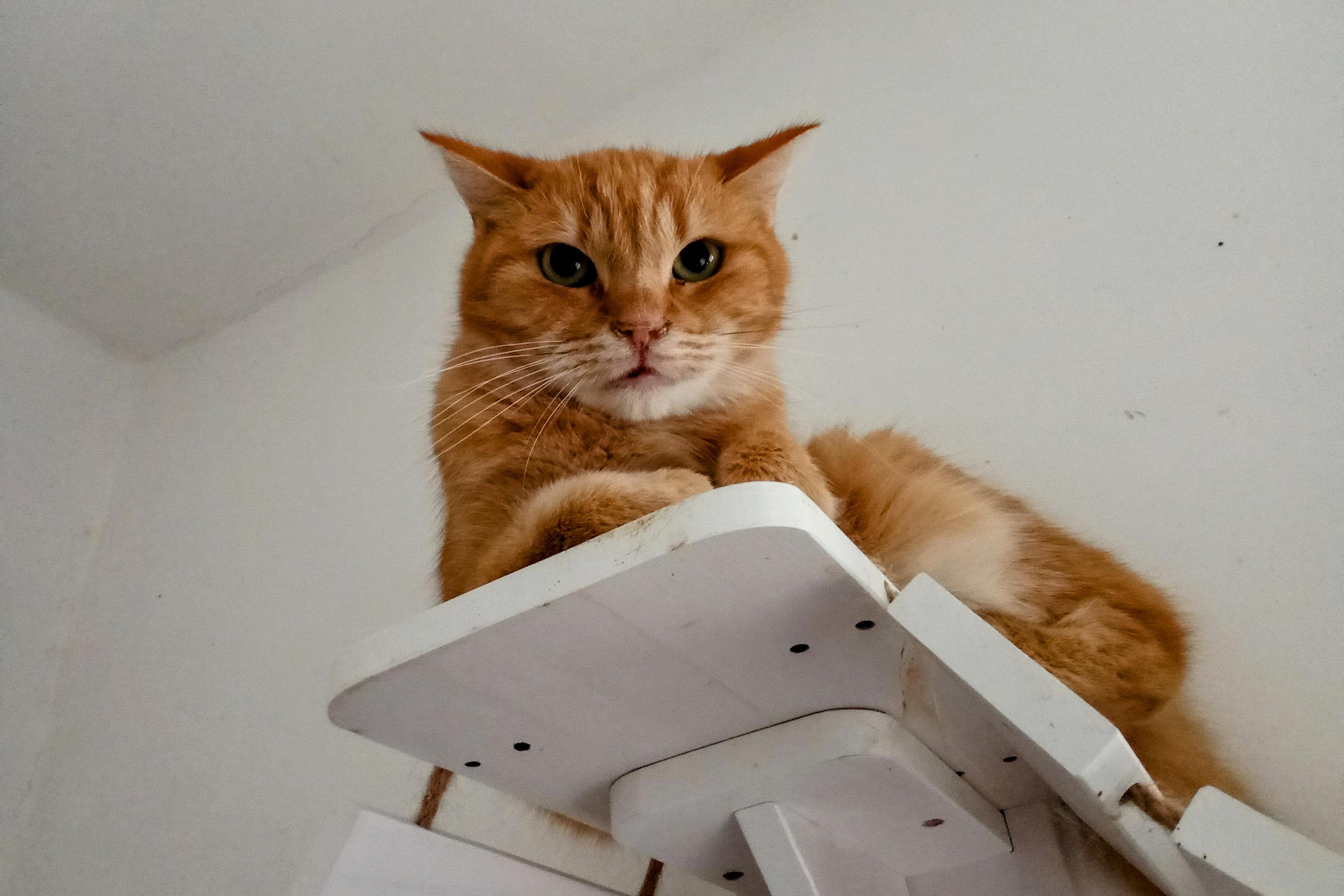 Bruníkův kočičí spolek Bezblešek,z.s.