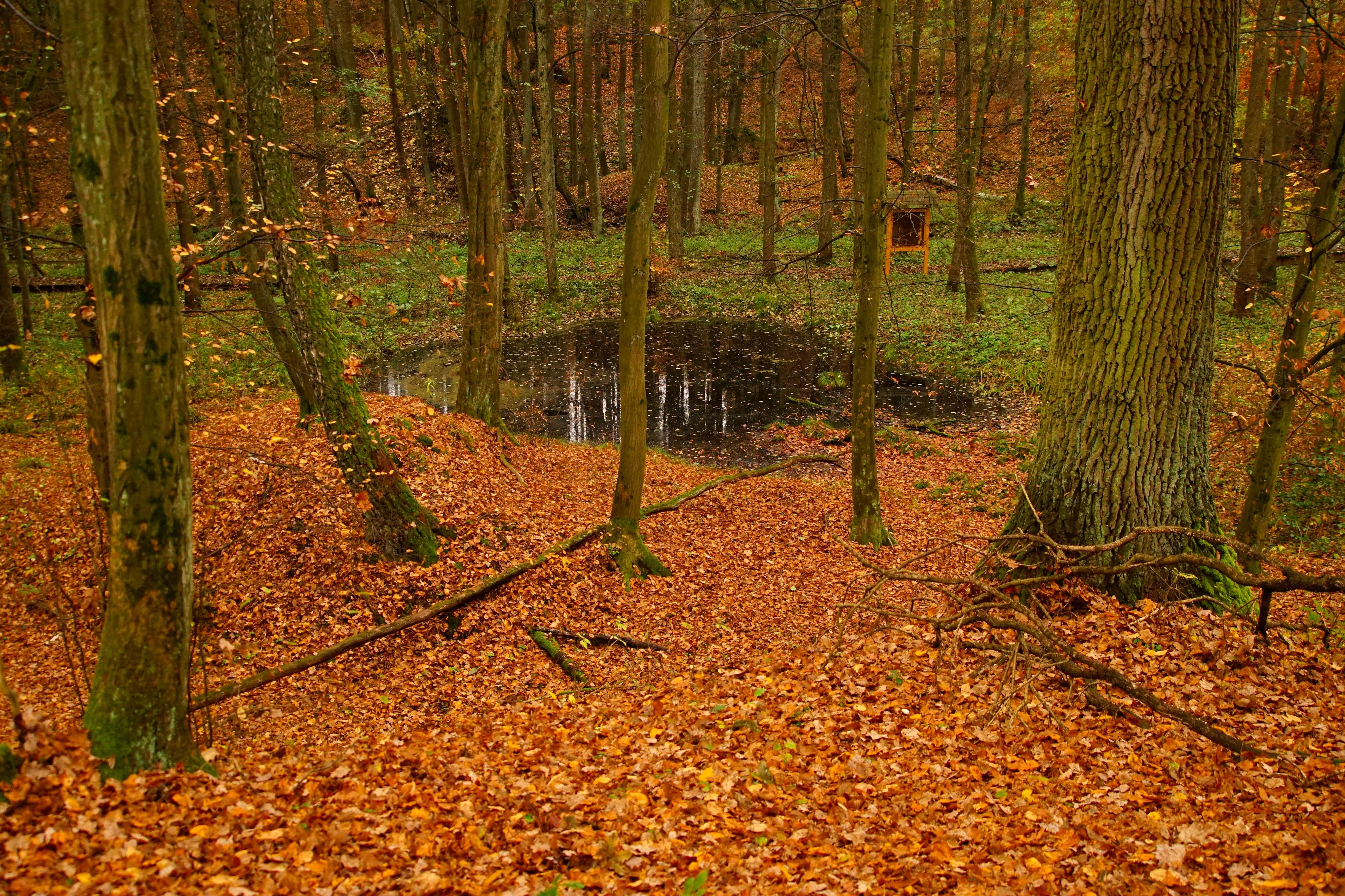 ČZU - Arboretum Fakulty lesnické a dřevařské foto 3