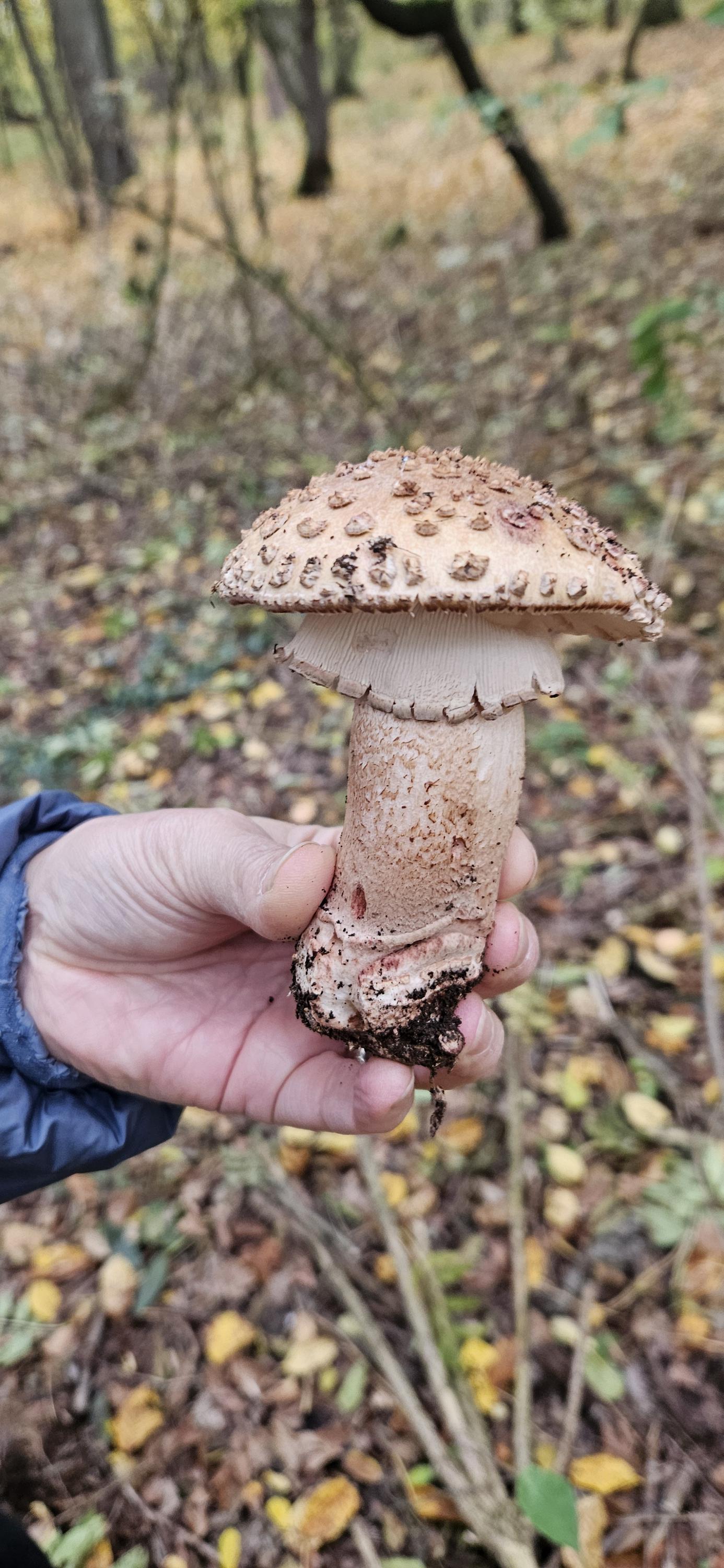 Statek Cipísek foto 6