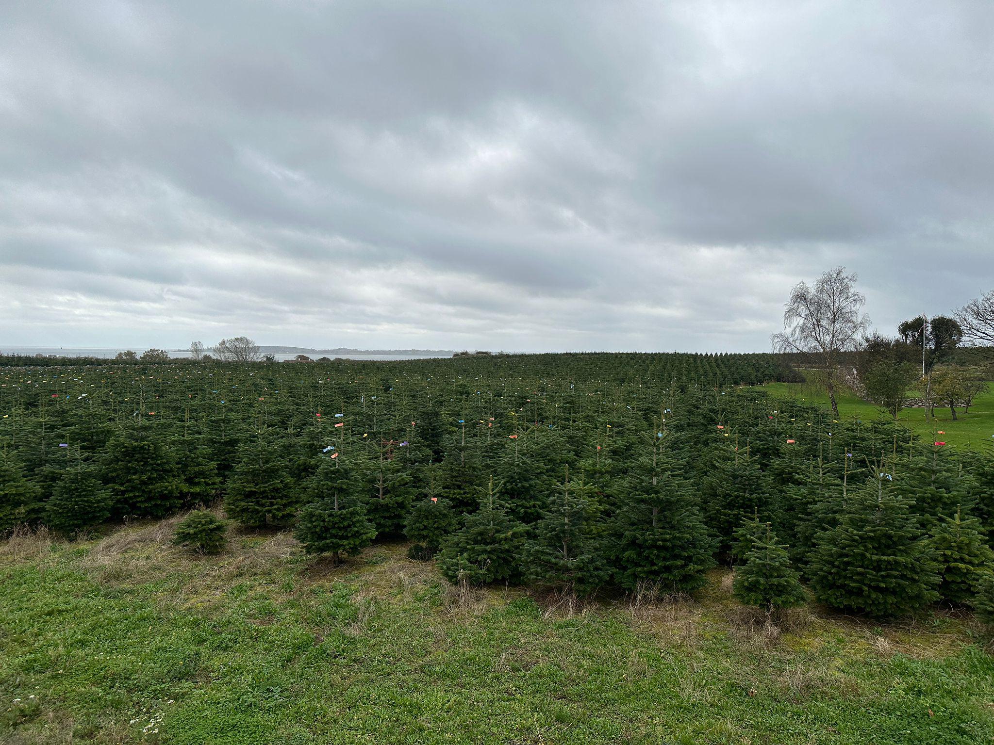 P+D ABIES, s.r.o. foto 4