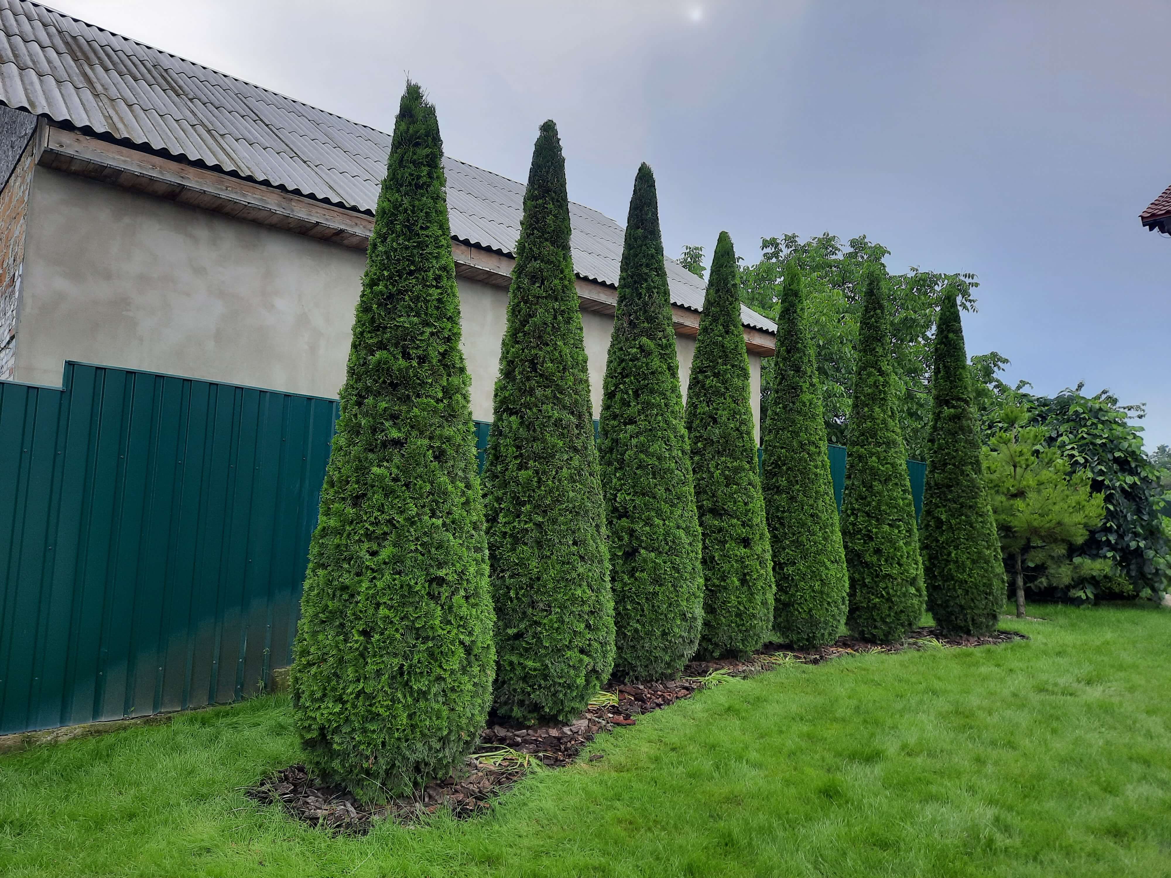 Bc. Svitlana Rudakova - Zahradnické služby foto 4