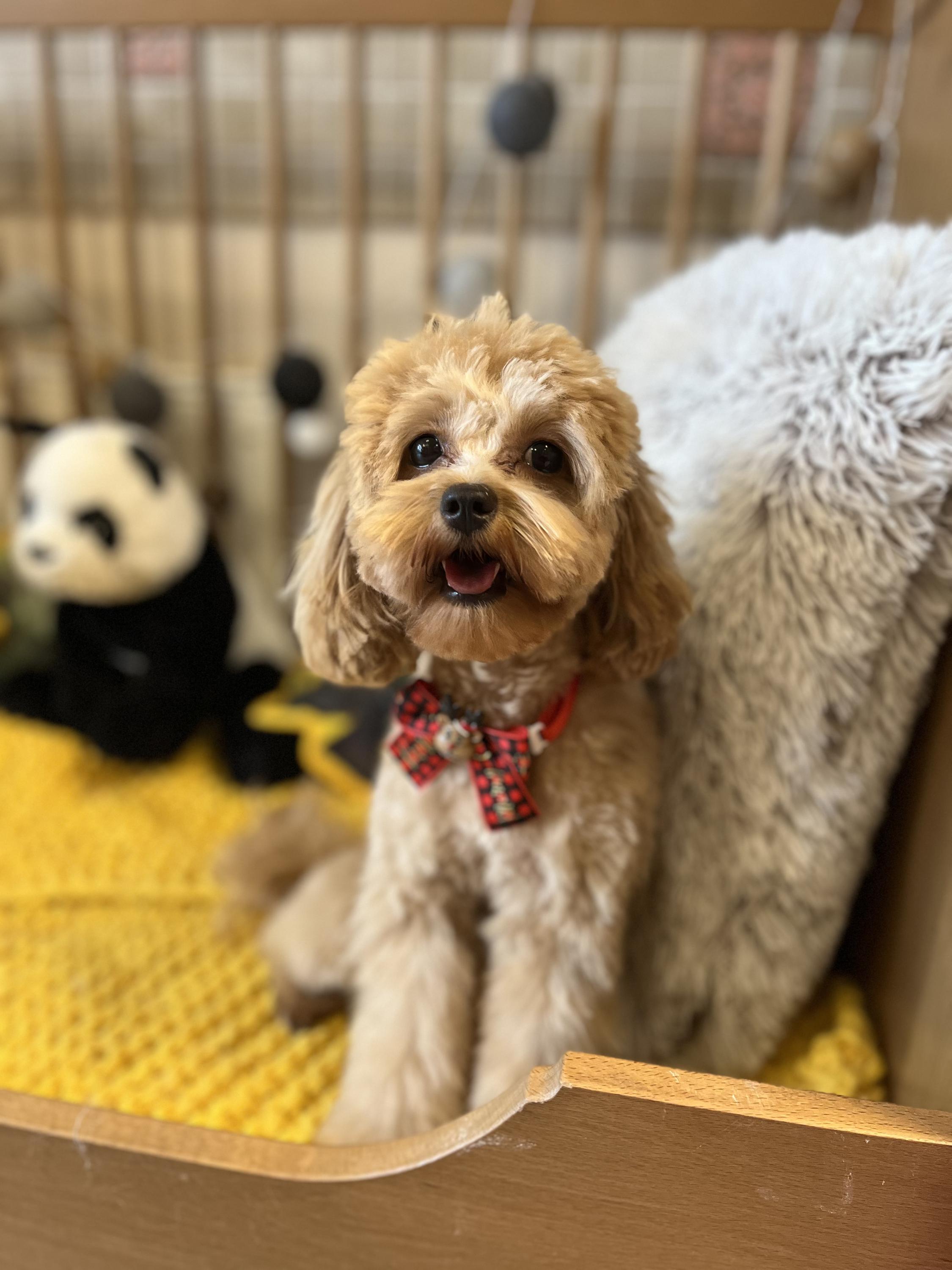 Oh my dog -  psí salon & wellness foto 4