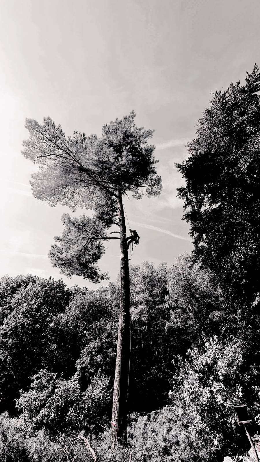 Leoš Havránek - Arboristika foto 2