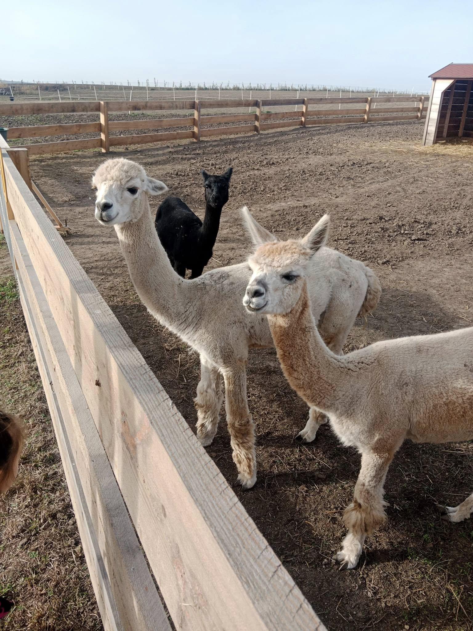 Merlin's Farm foto 5