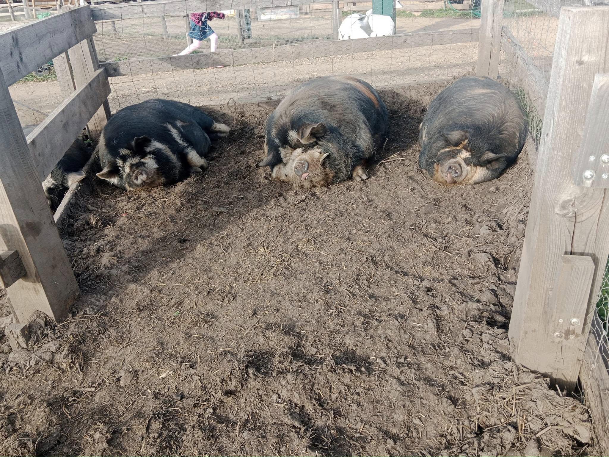 Merlin's Farm foto 3