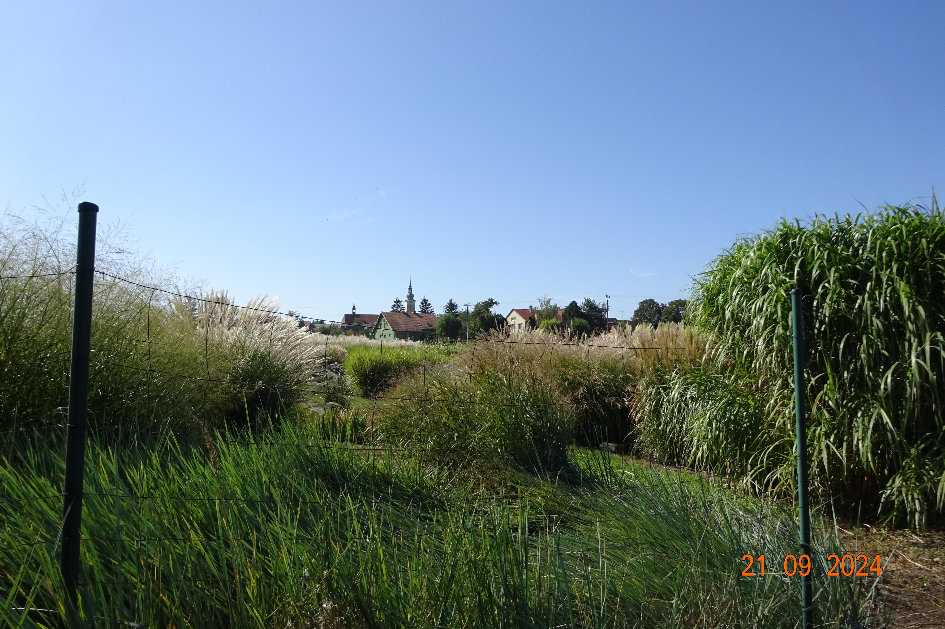 MRVA-okrasné trávy, trvalky s.r.o. foto 2