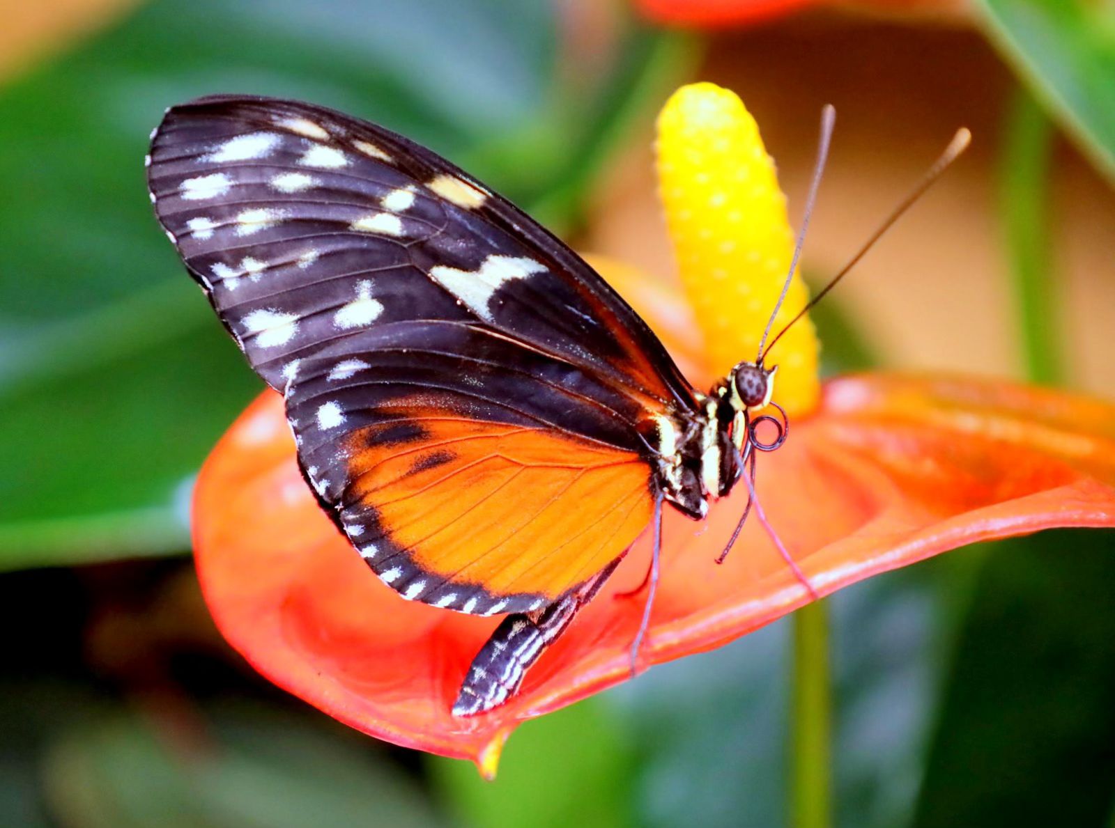 Papilonia – motýlí dům foto 2