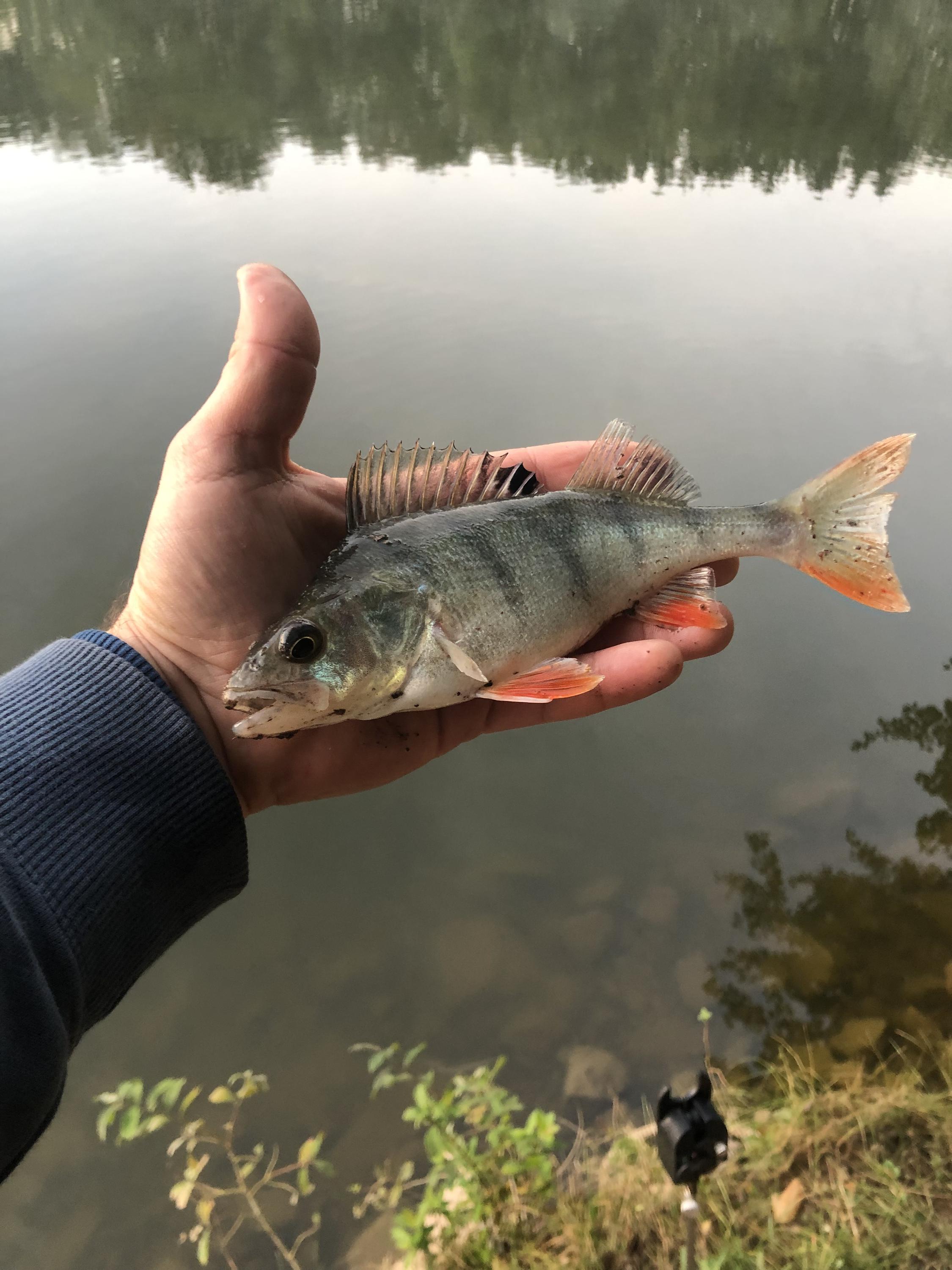 Ouškinfish foto 1