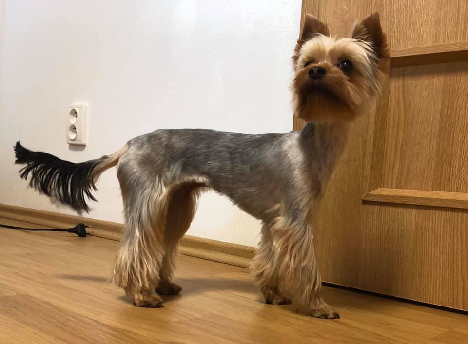 Salon pro psy u Ivety foto 3