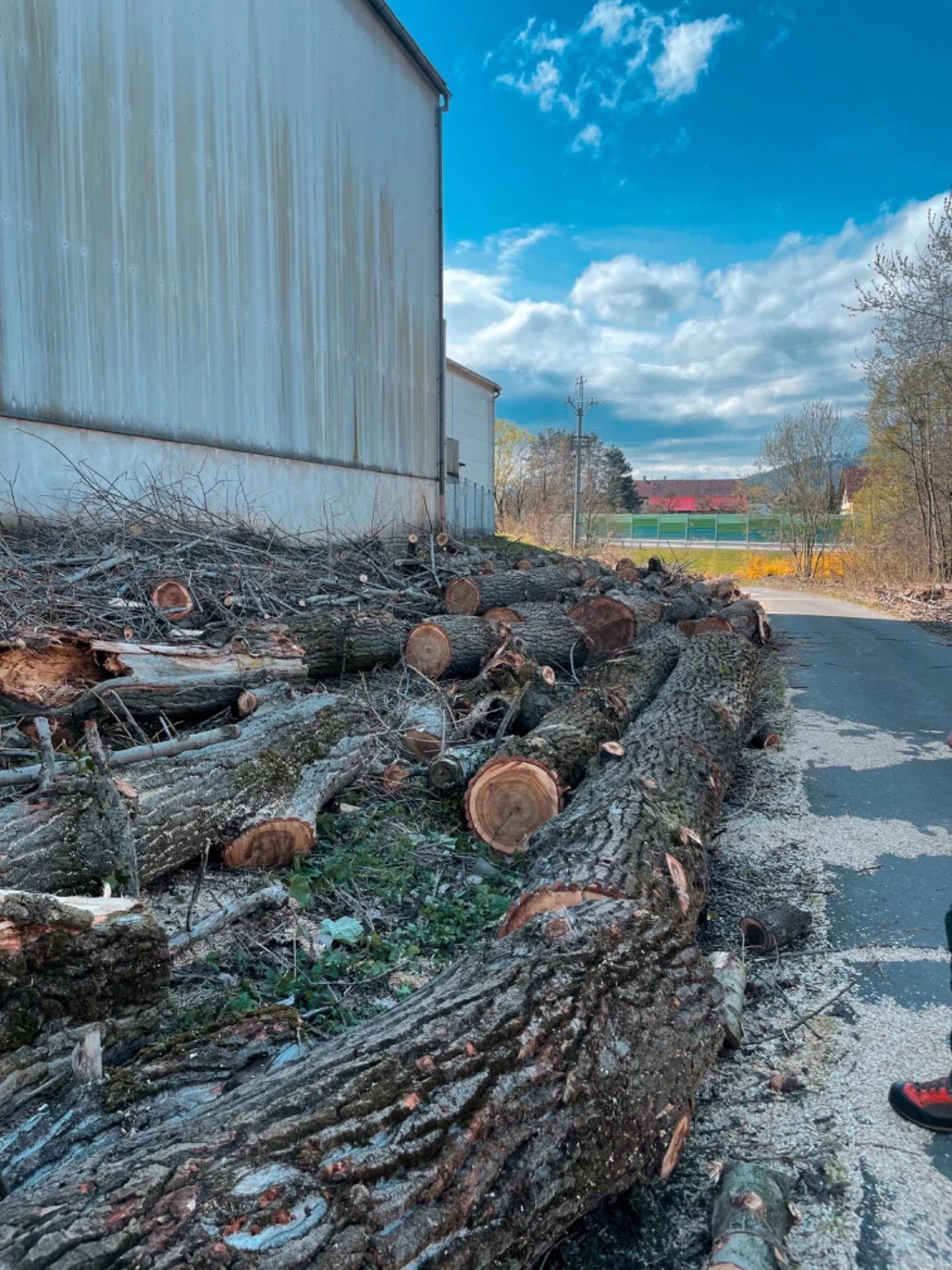 Etreestrvice - Rizikové kácení stromů foto 2