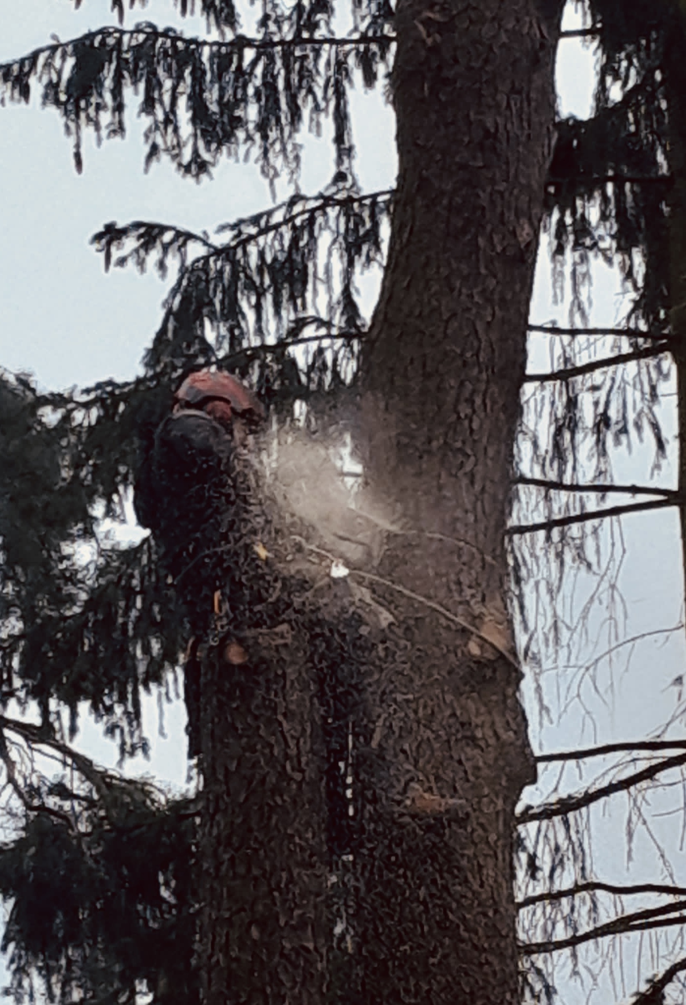 Štěpán Stryk - Arboristika & rizikové kácení foto 6