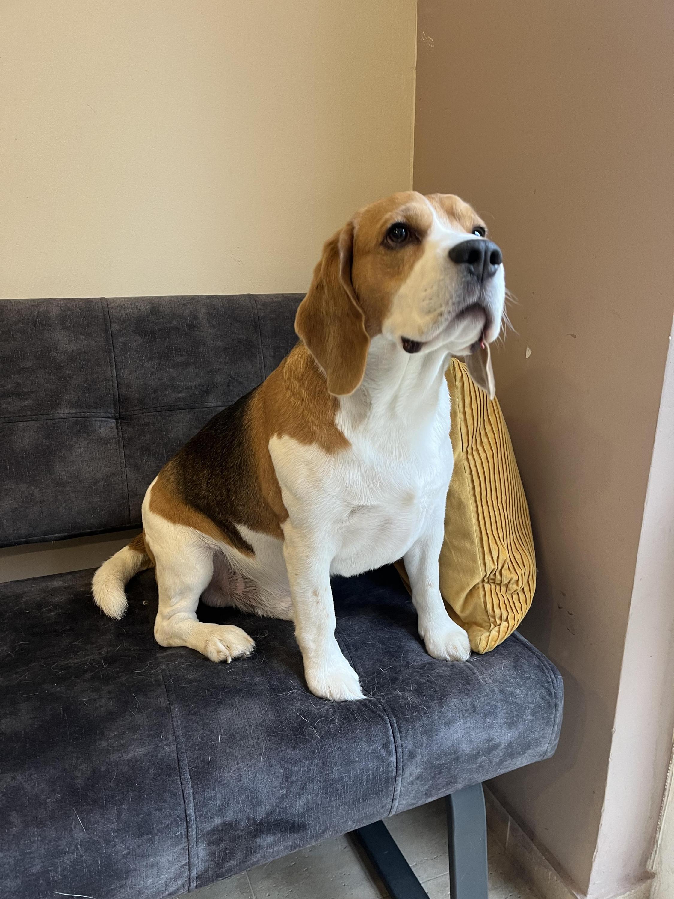 Oh my dog -  psí salon & wellness foto 4