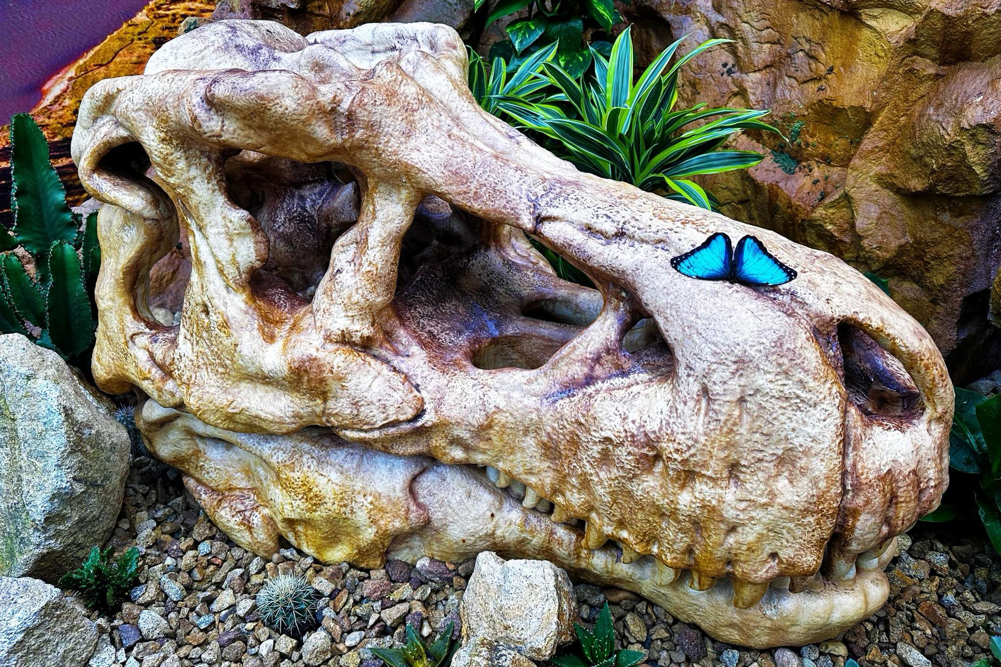 Papilonia – motýlí dům foto 1