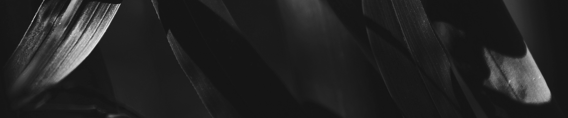 Cover image Kitsune Detailing