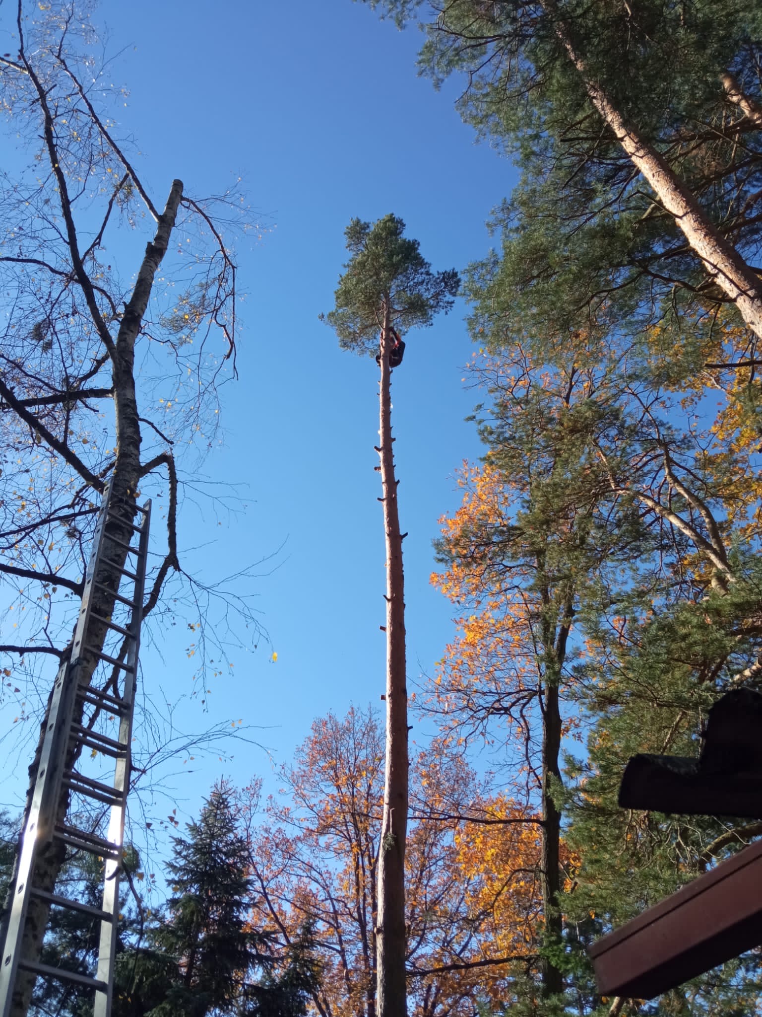 Rizikové kácení LK foto 2