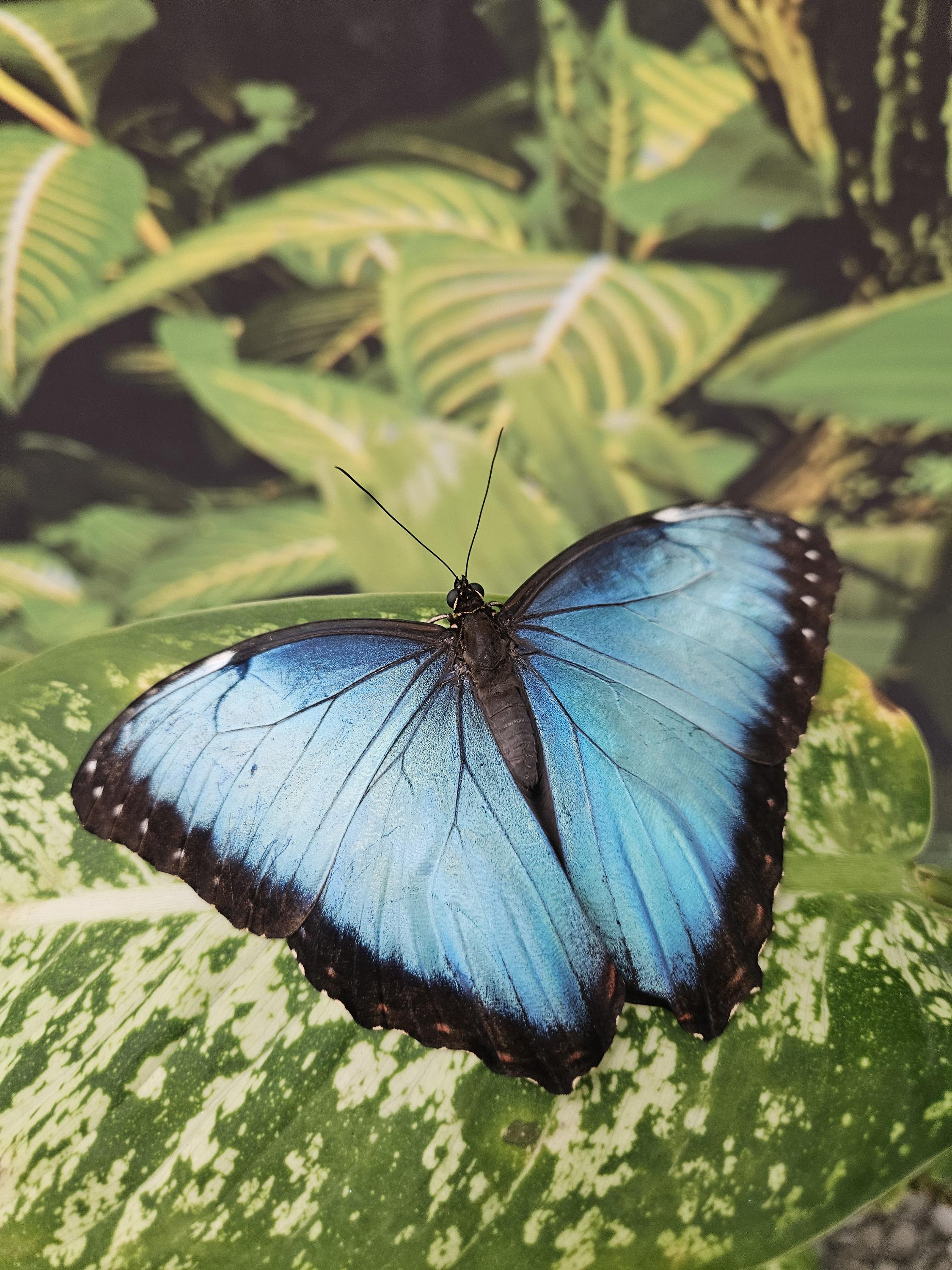 Papilonia – motýlí dům Karlštejn foto 4