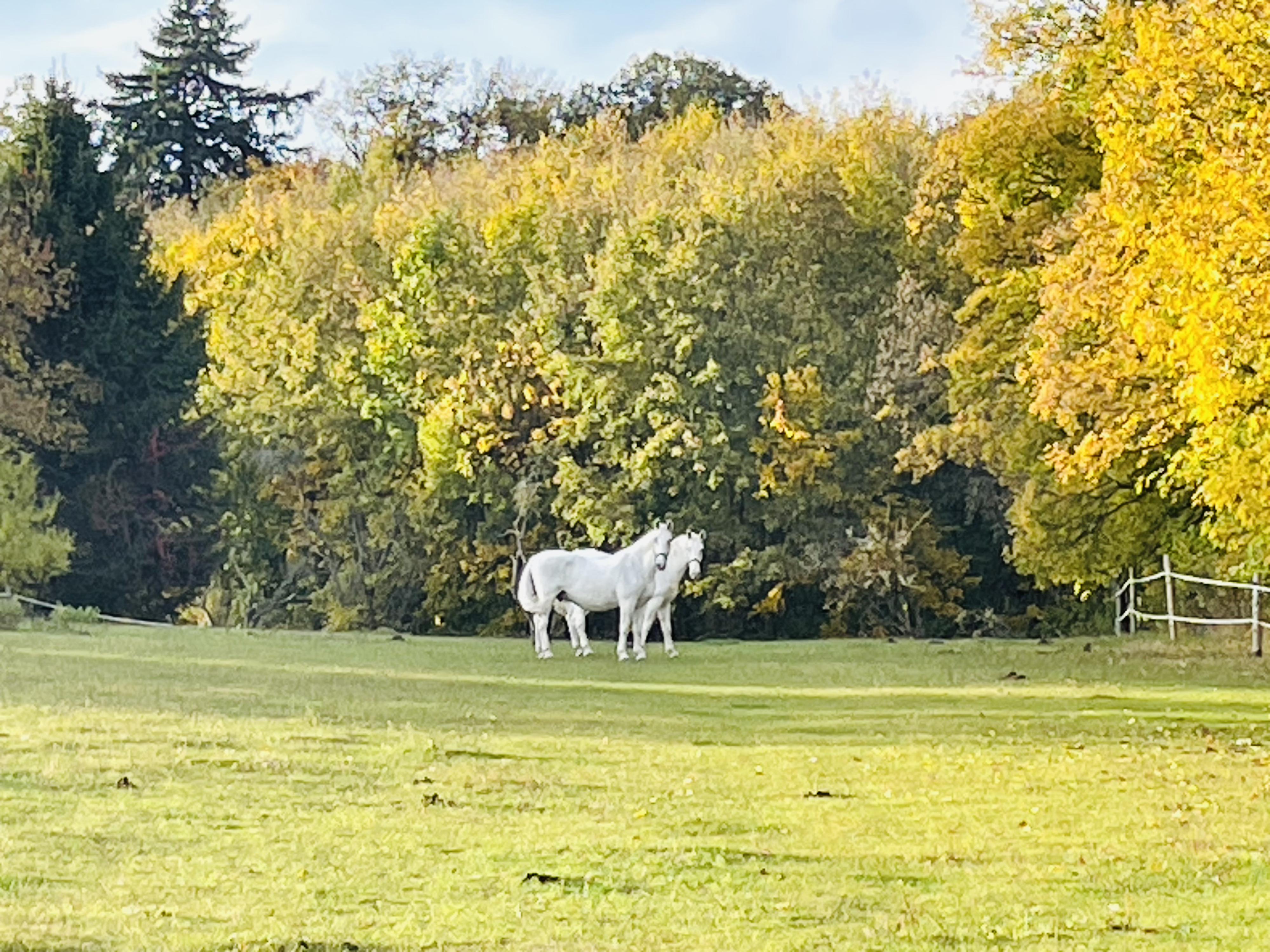 Zámecký hřebčín Lojovice