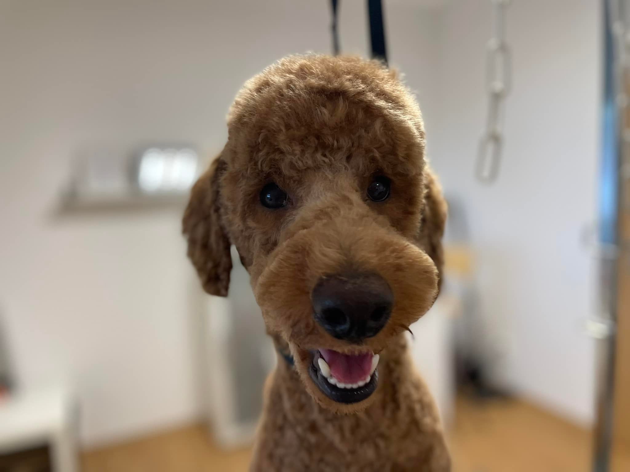 Salon pro psy u Ivety foto 2