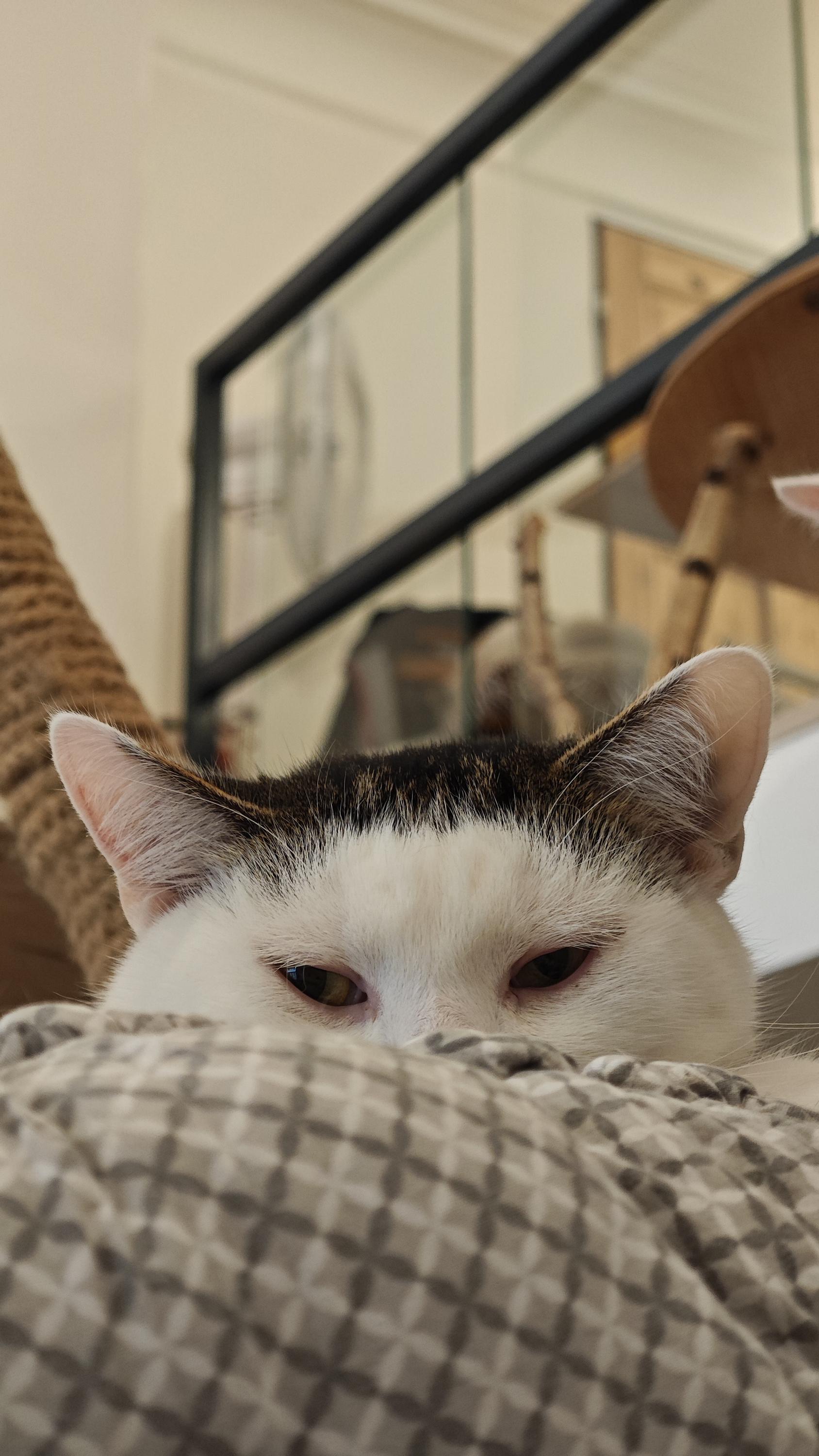Catfé Kočičárna foto 5