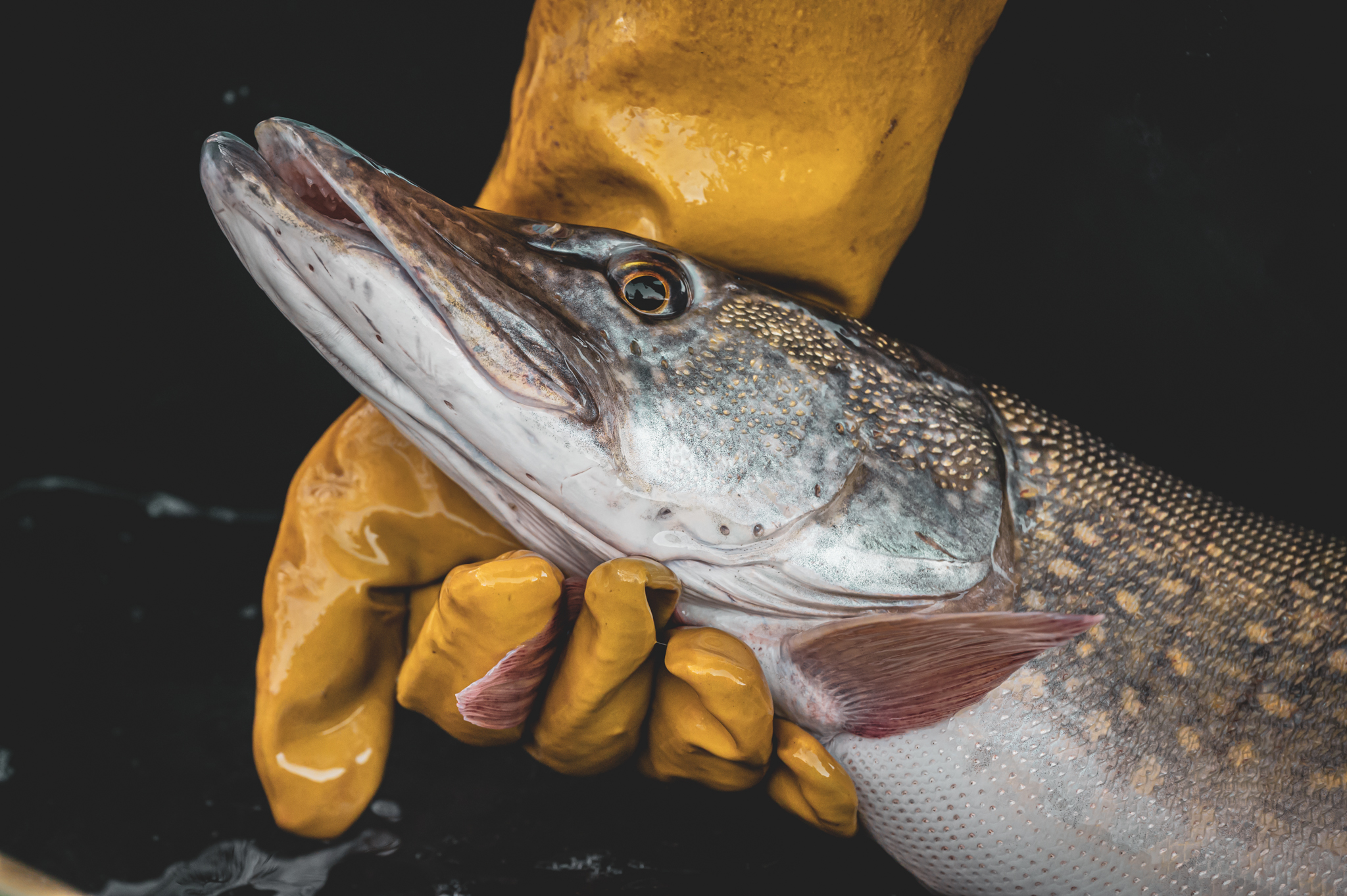 Radomil Macek - Vánoční kapři i další ryby foto 3