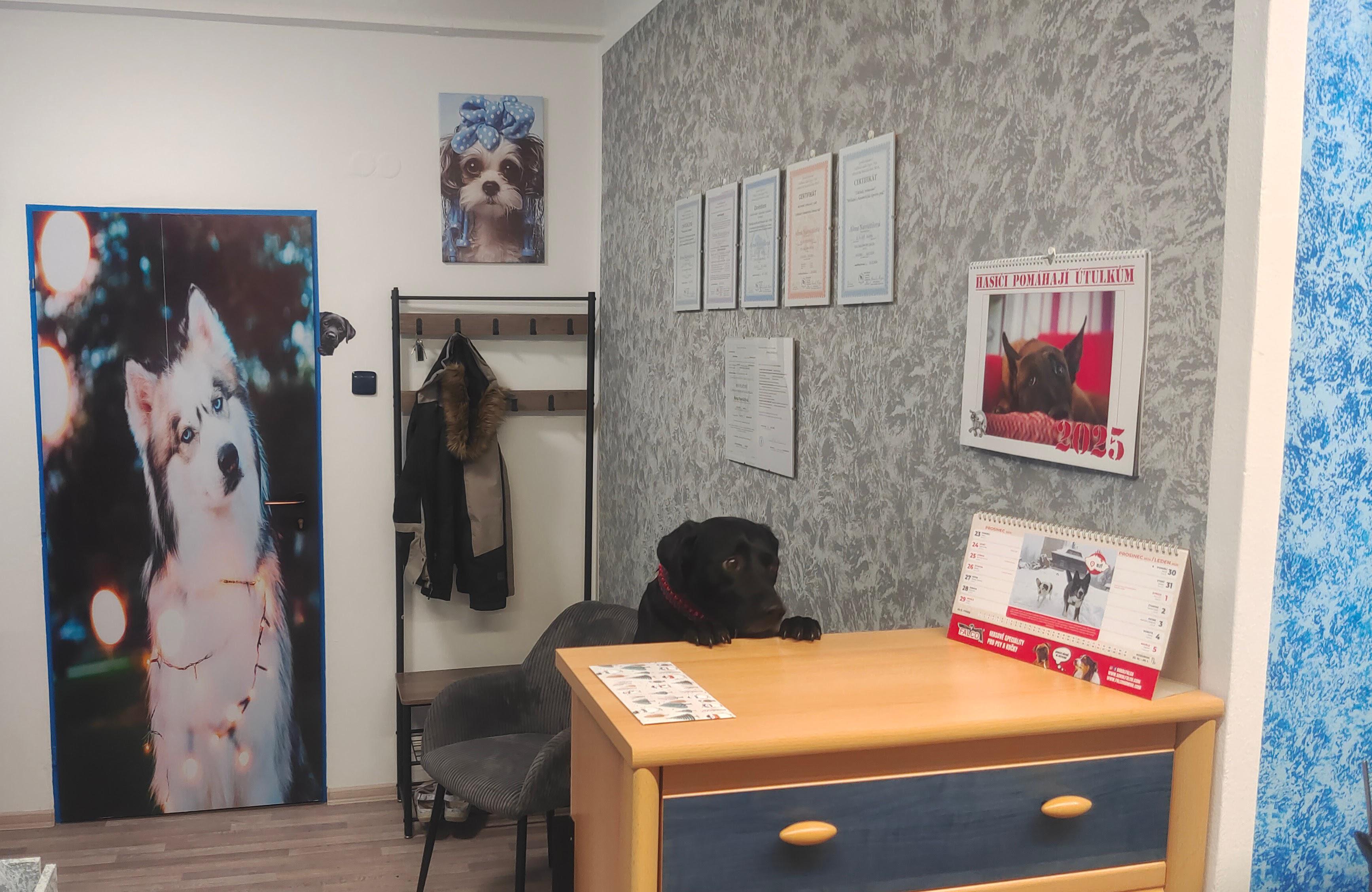 Orinka, psí salón foto 5