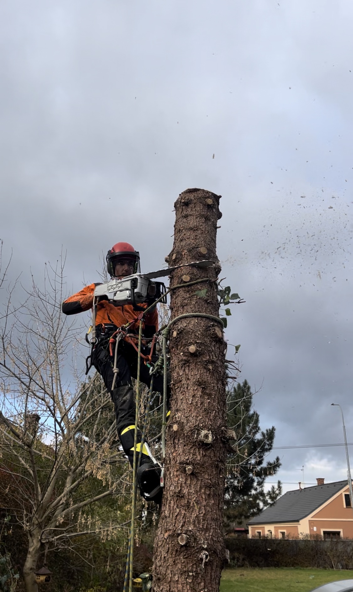 Ing. Lukáš Chramosta - Arboristické služby foto 2
