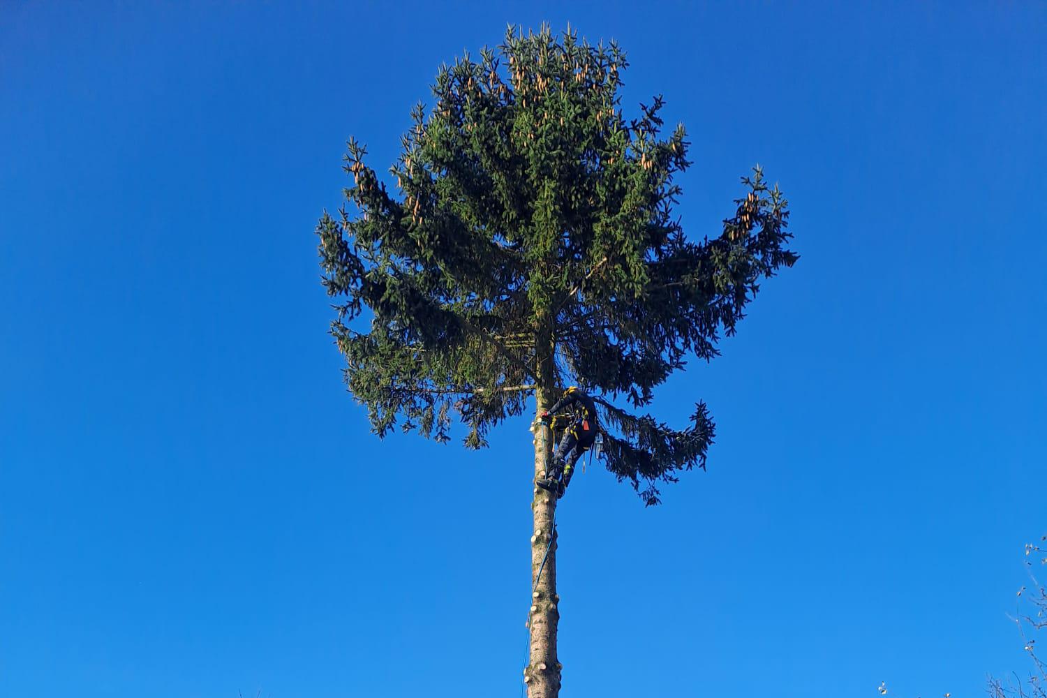 Rizikové kácení Jan Slavík