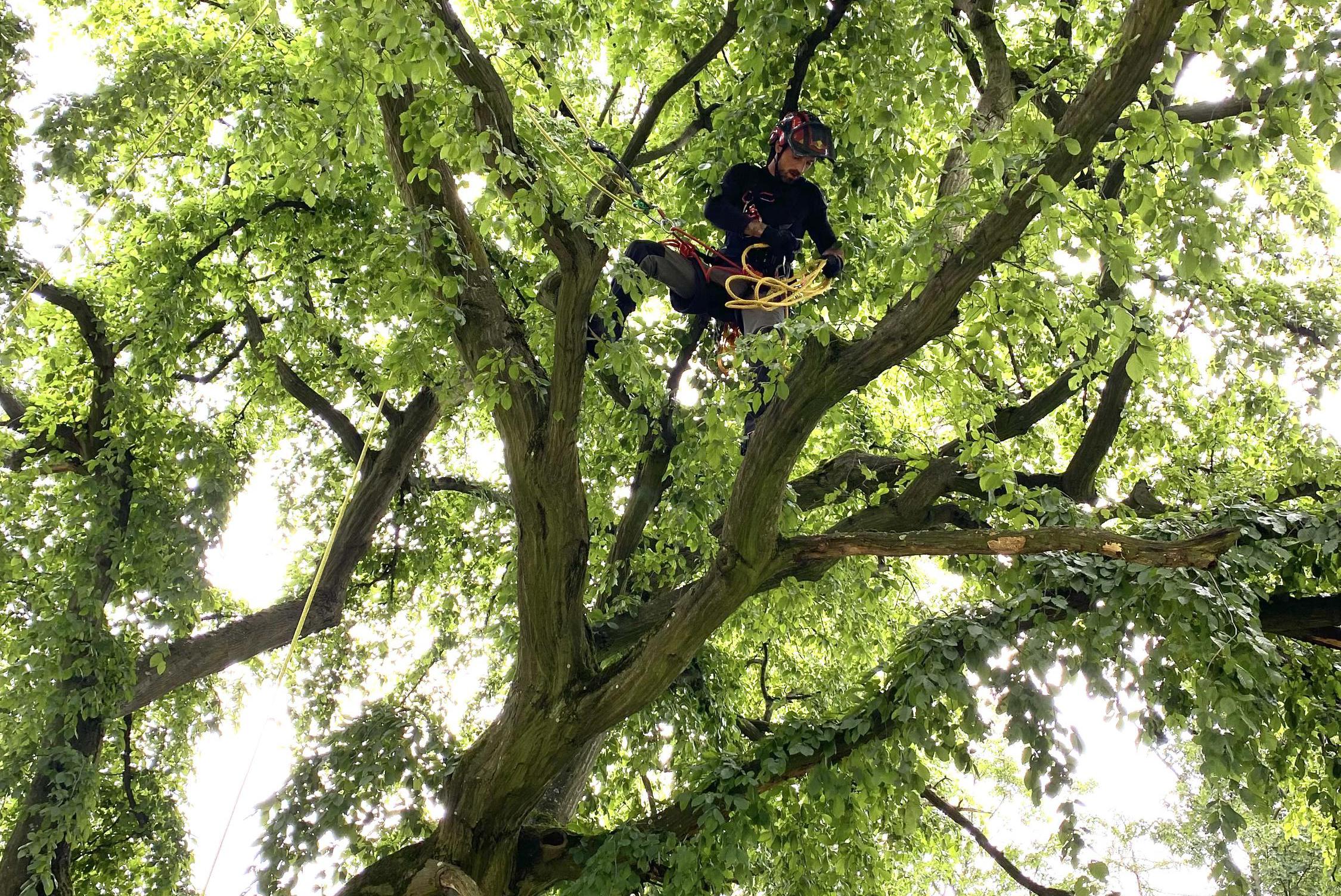 Arboristické práce,rizikové kácení-Jaroslav Kovář