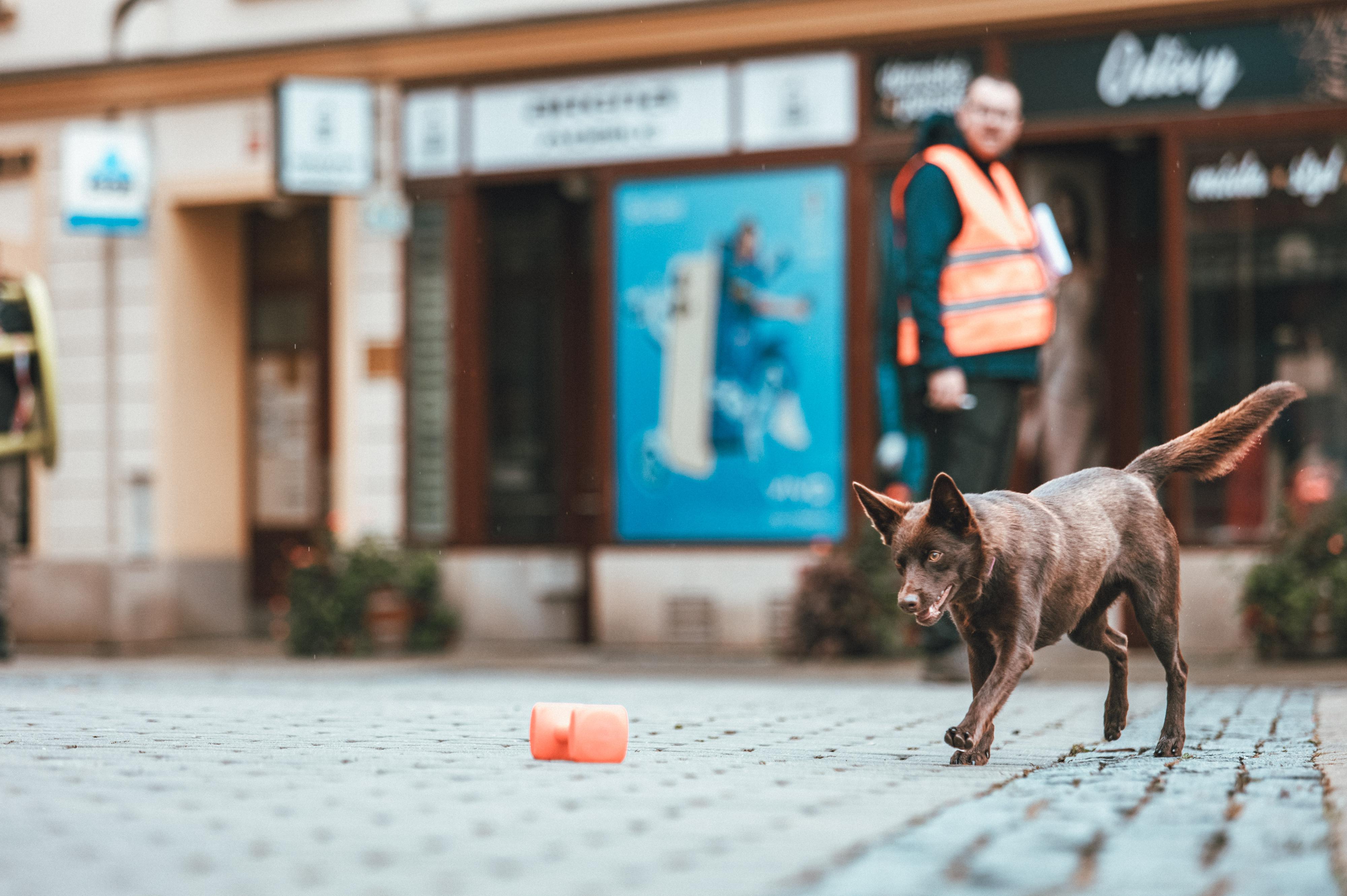 Škola výcviku psů - Klára Kučerová