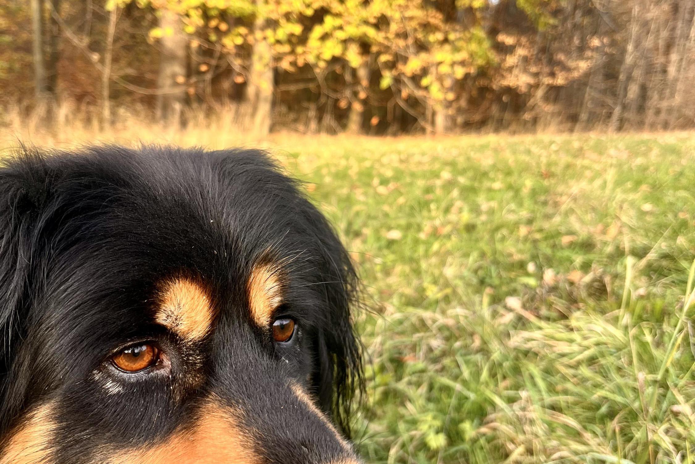 Psí útulek a hotel pro psy - Eva Vinklárková