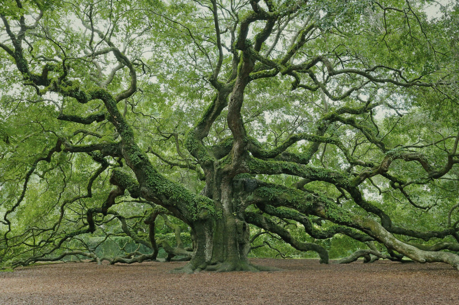 Jiří Müller - Design of oak wood foto 4