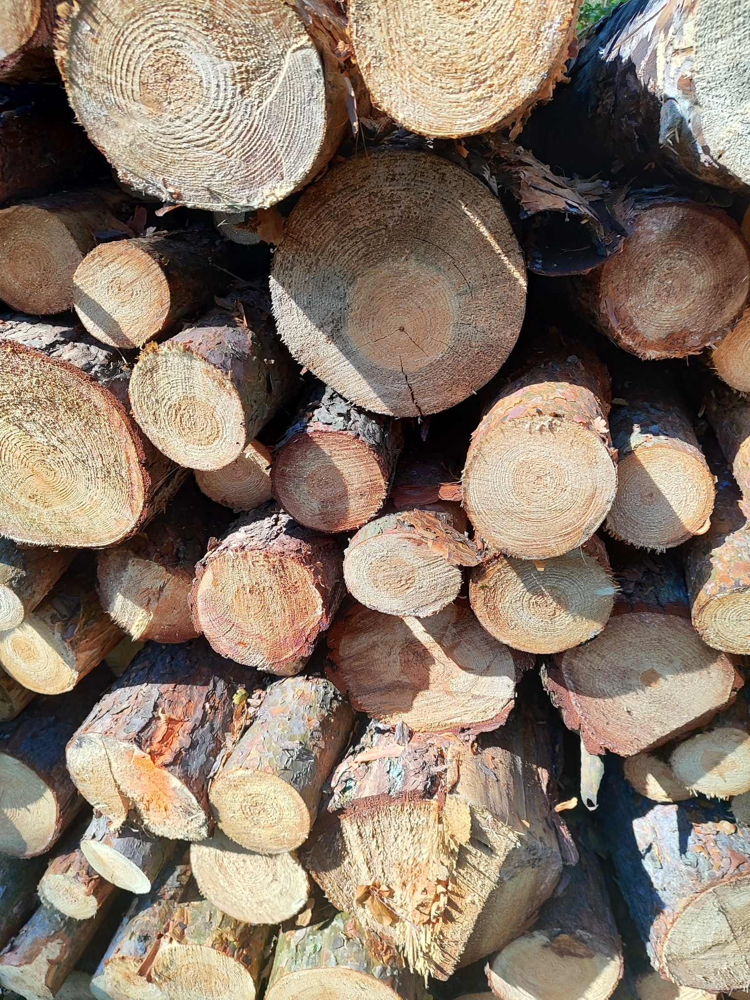 Pila Panenský Týnec foto 3