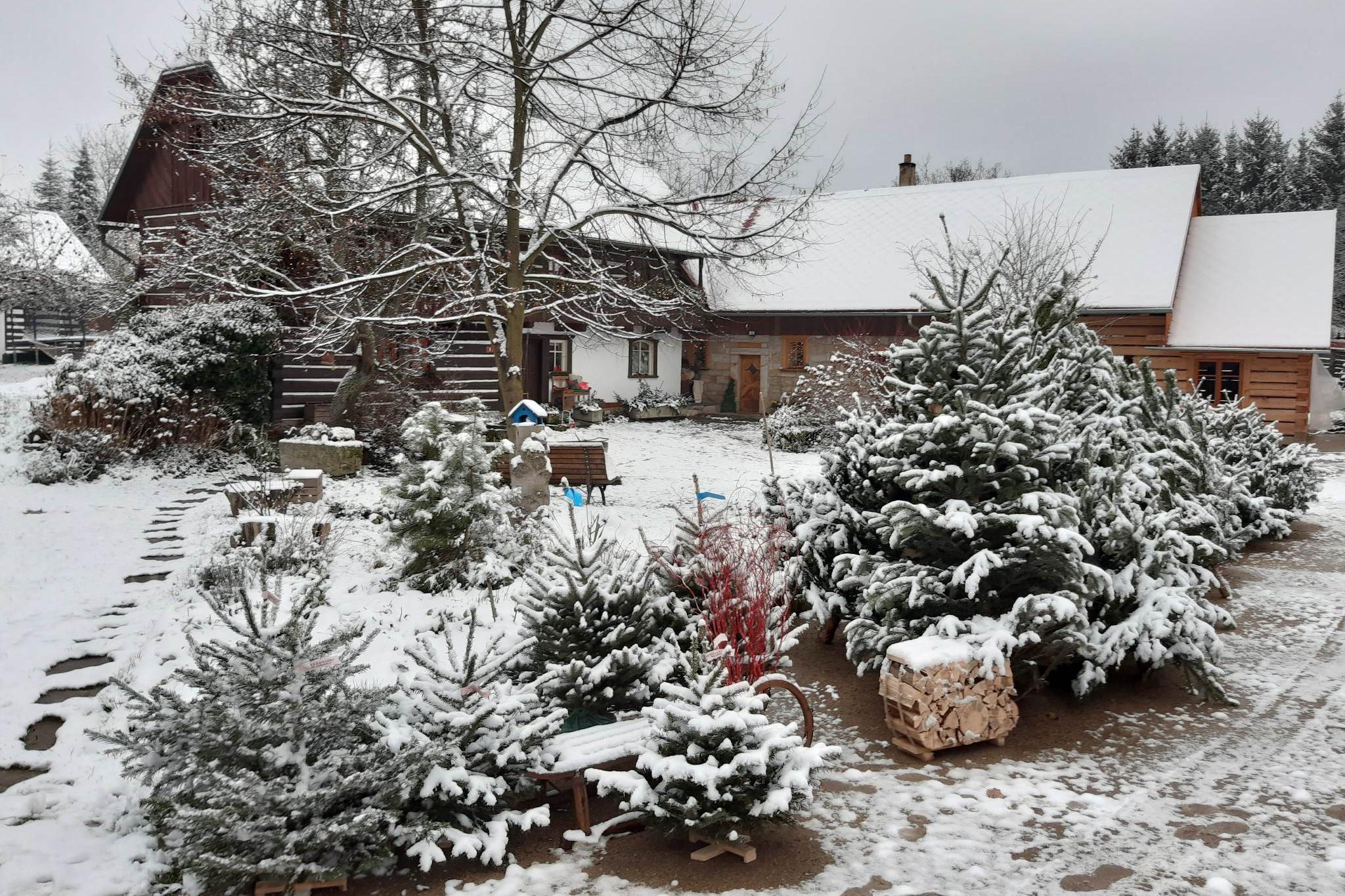 Prodej vánočních stromků Ing. Jan Šťastný